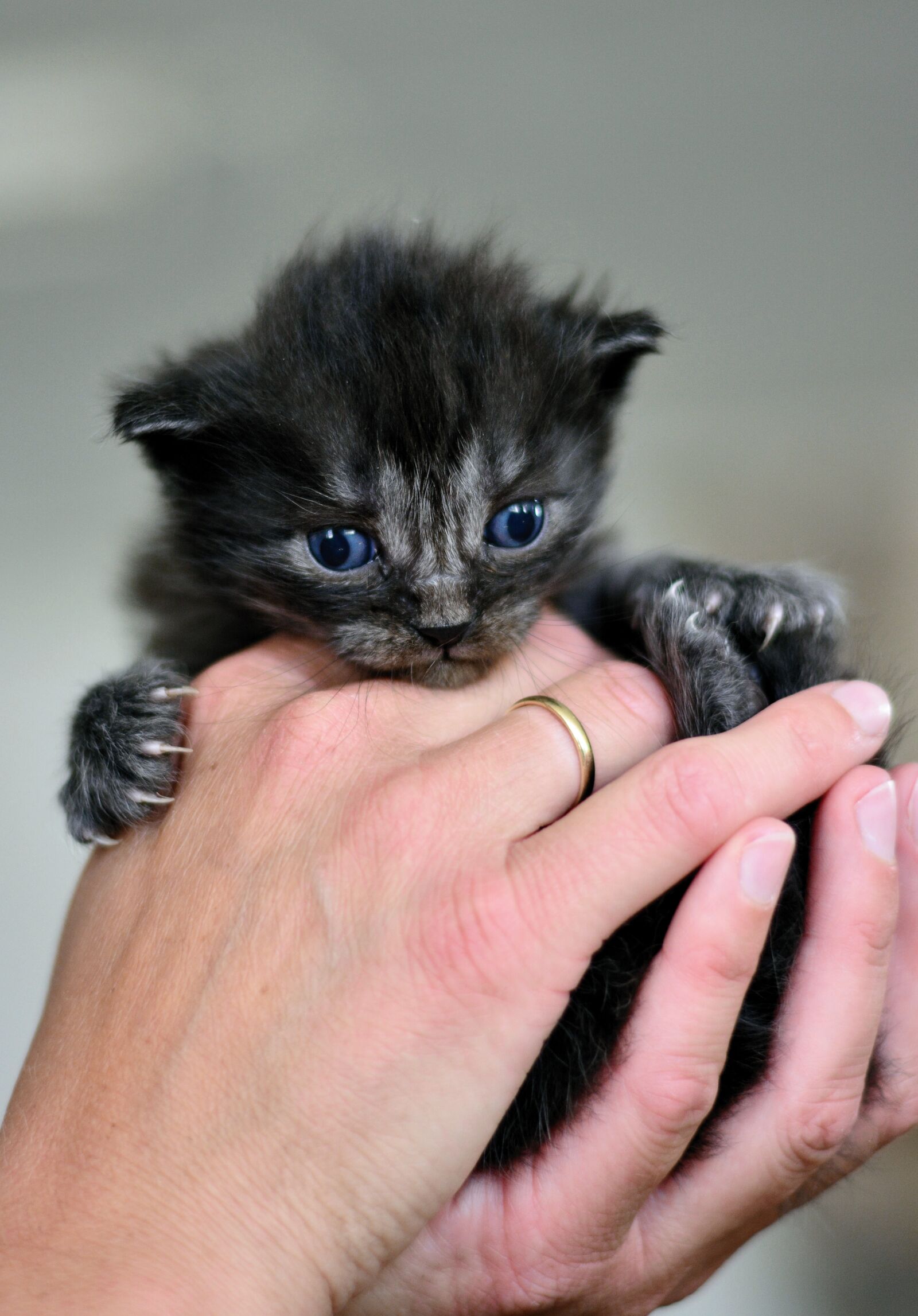 Nikon D5200 sample photo. Cat, young animal, kitten photography