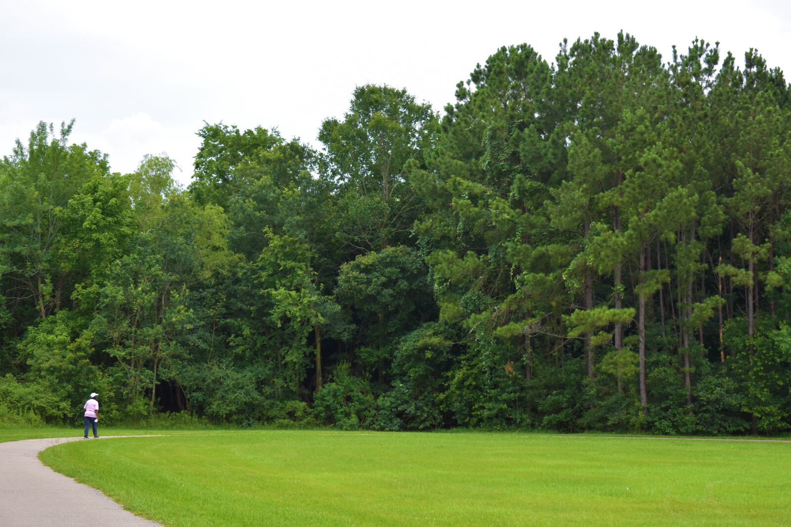 Nikon D3500 sample photo. Forest trees, walkway, footpath photography