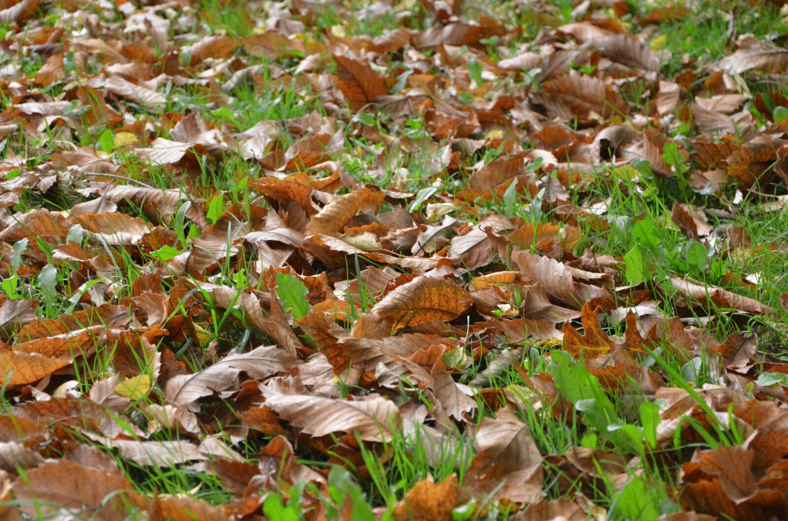 Nikon D5200 sample photo. Leaves, fall season, foliage photography