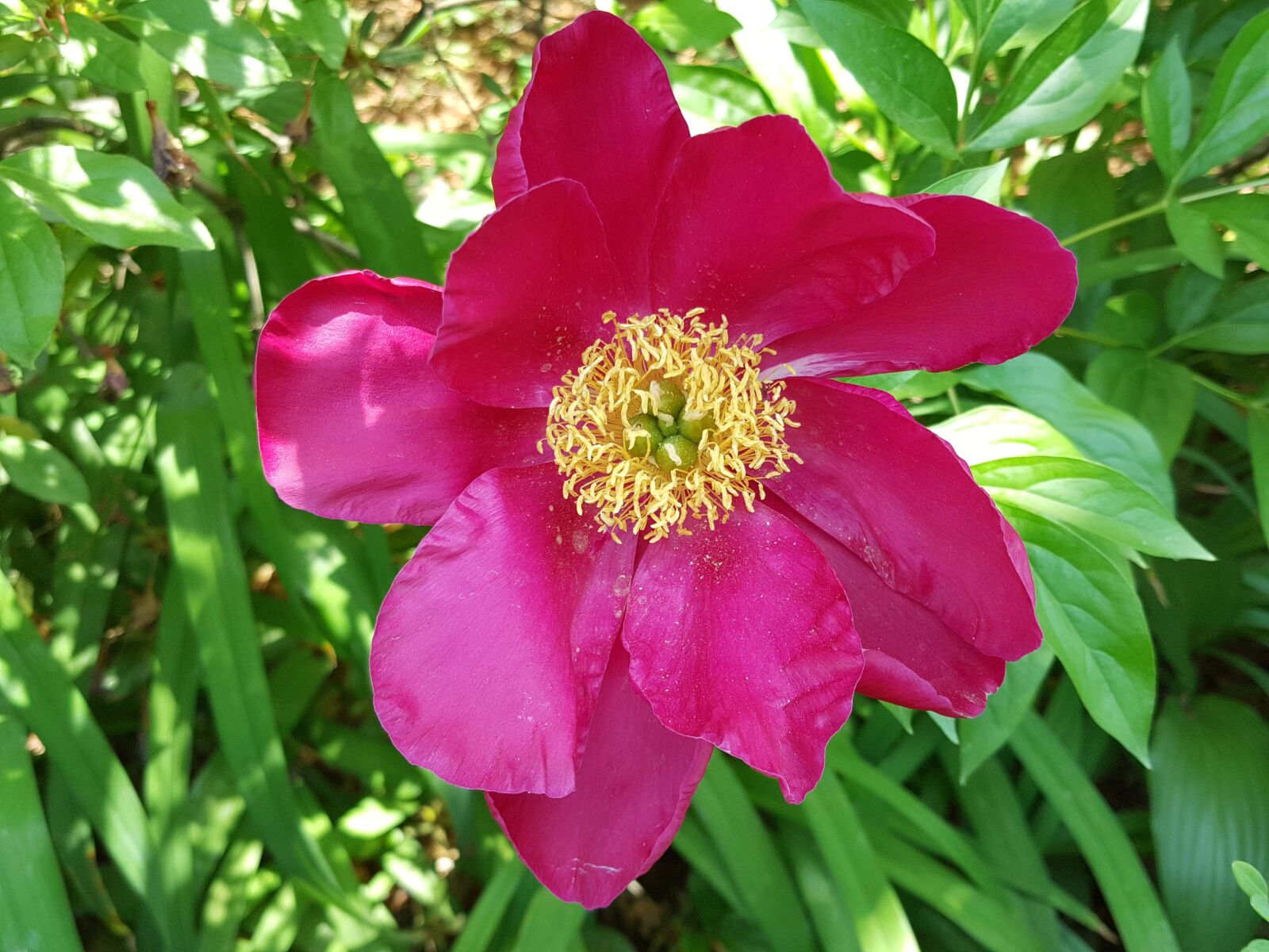 Samsung Galaxy Note5 sample photo. Peonies, spring, garden photography
