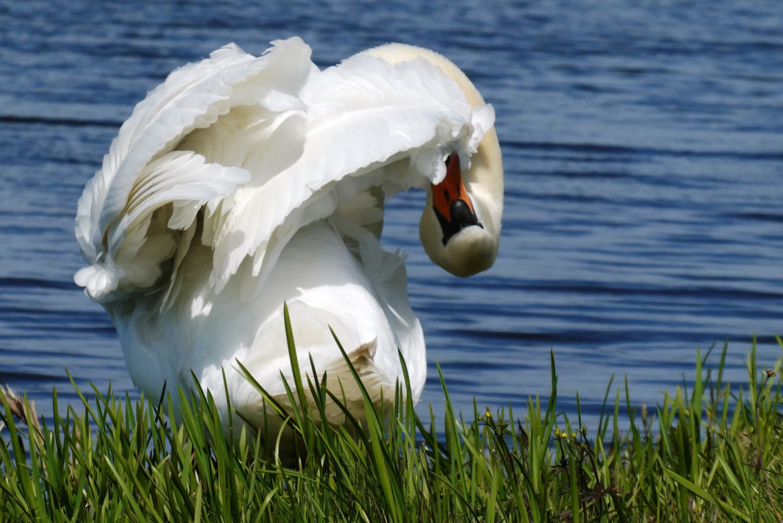 Panasonic Lumix DC-ZS70 (Lumix DC-TZ90) sample photo. Swan, feathers, peck photography