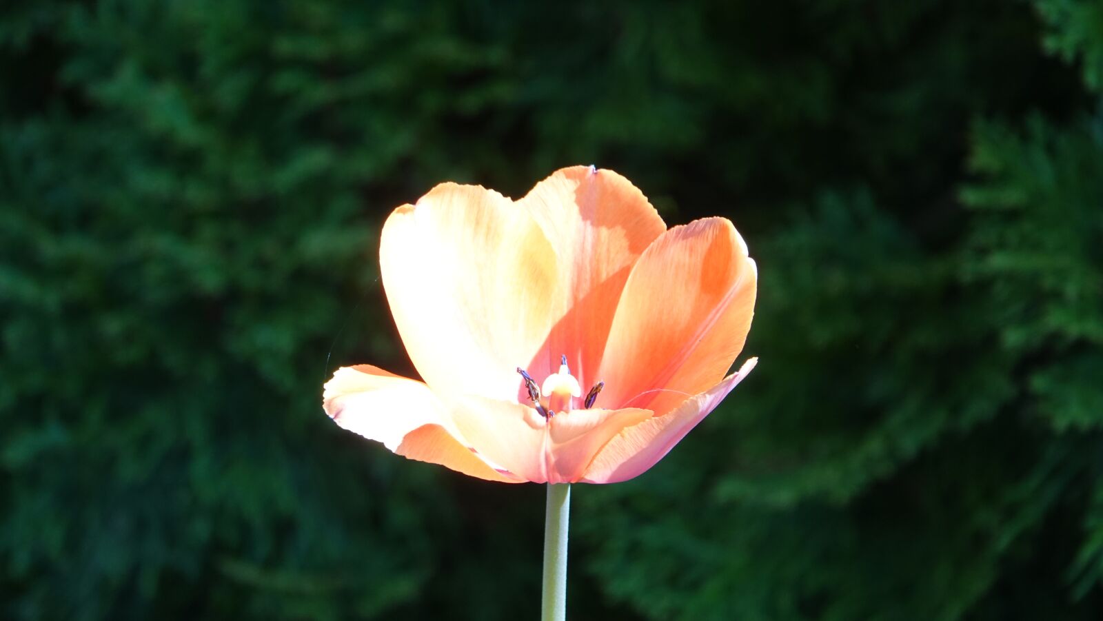 Sony Cyber-shot DSC-RX10 IV sample photo. Tulip, flower, plant photography