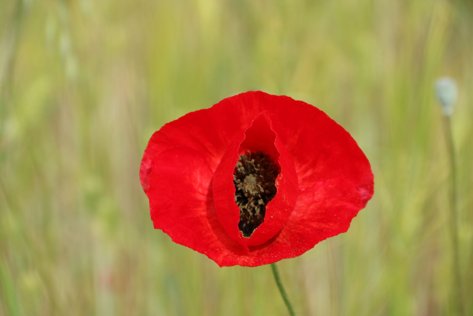 Canon EF-S 18-135mm F3.5-5.6 IS sample photo. Papaver rhoeas, flower, plant photography