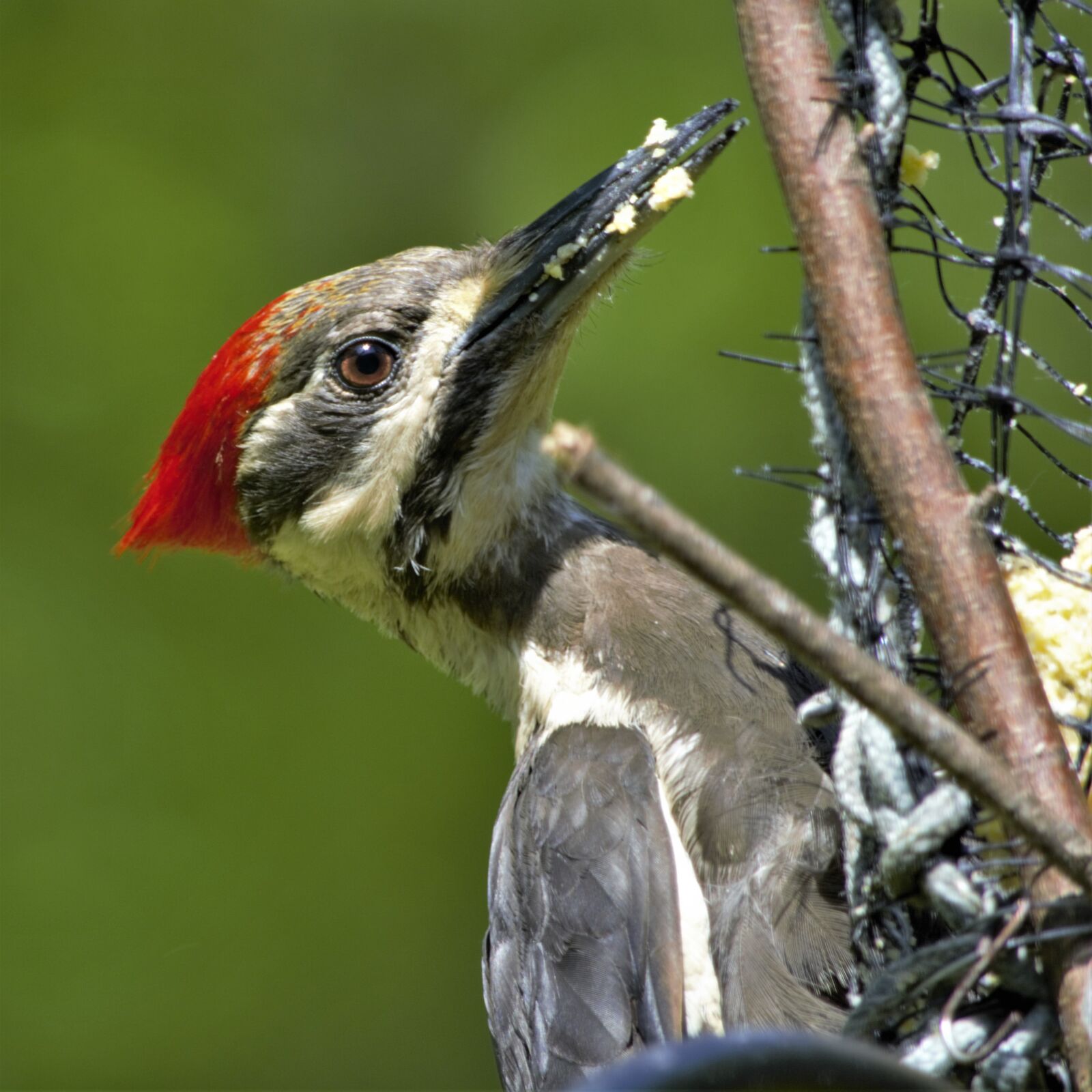 Nikon D7100 sample photo. Bird, woodpecker, pileated woodpecker photography