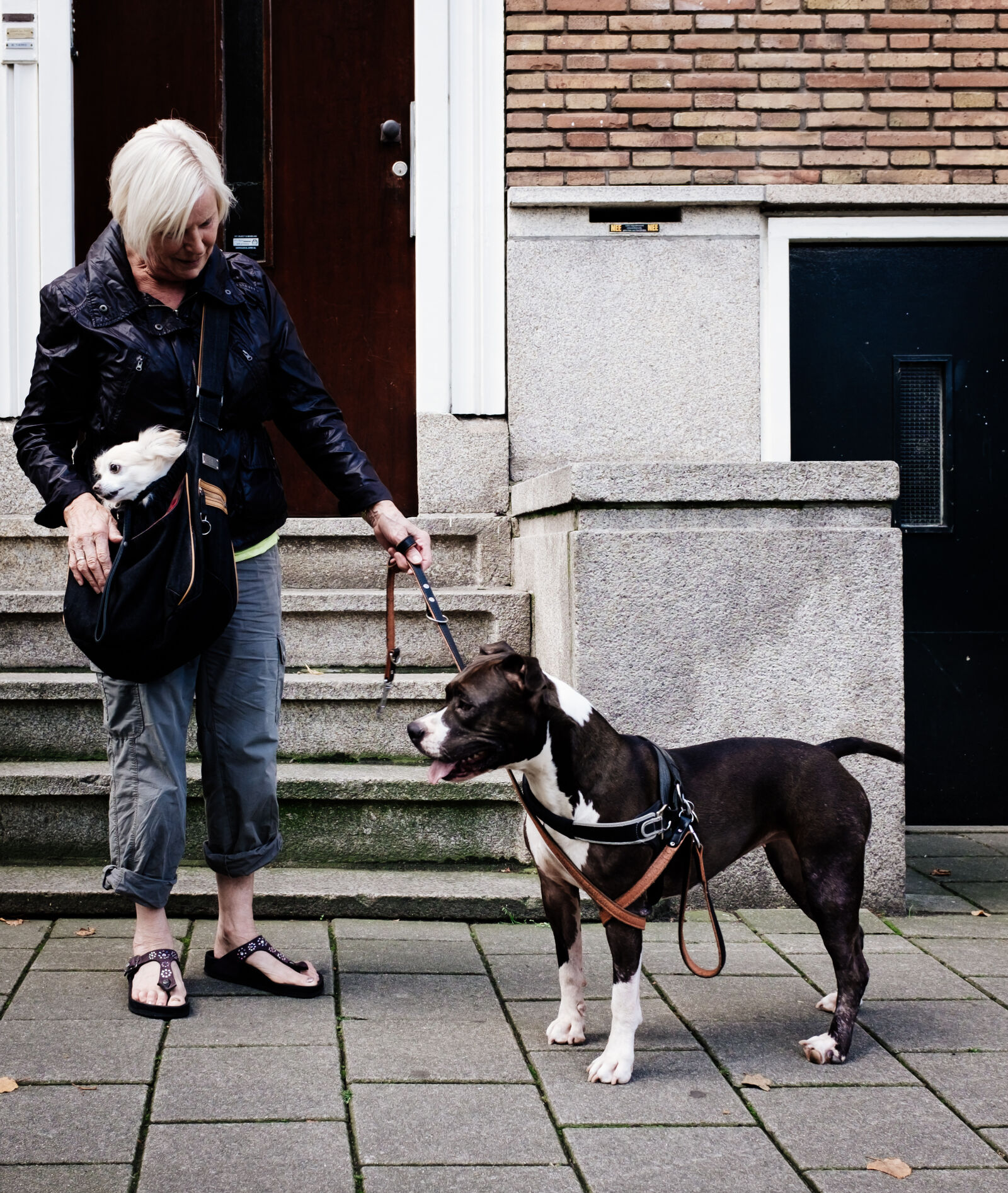 Fujifilm X100T sample photo. Dog, theme, dogs photography
