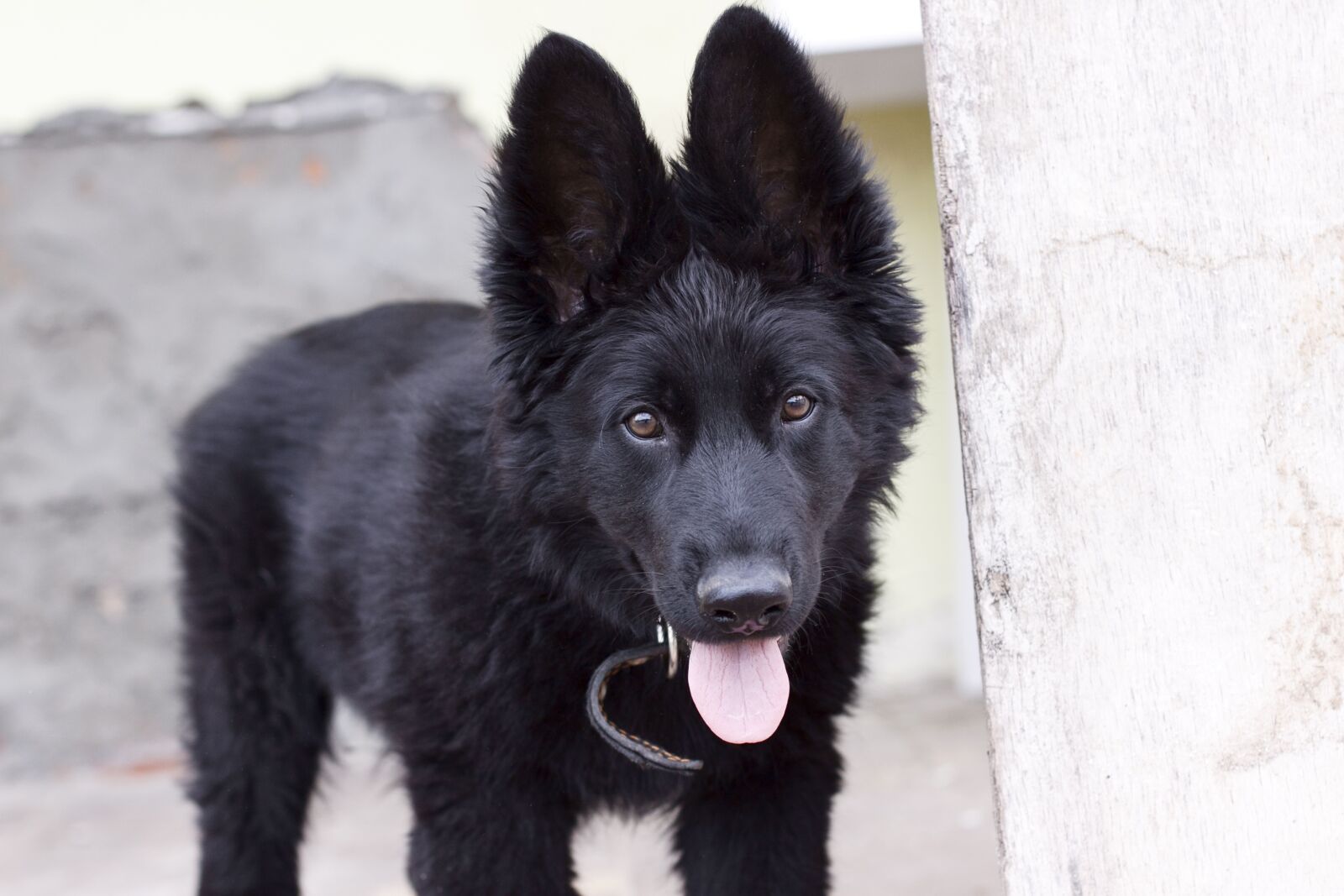 Canon EF 50mm F1.4 USM sample photo. German shepherd, puppy, small photography