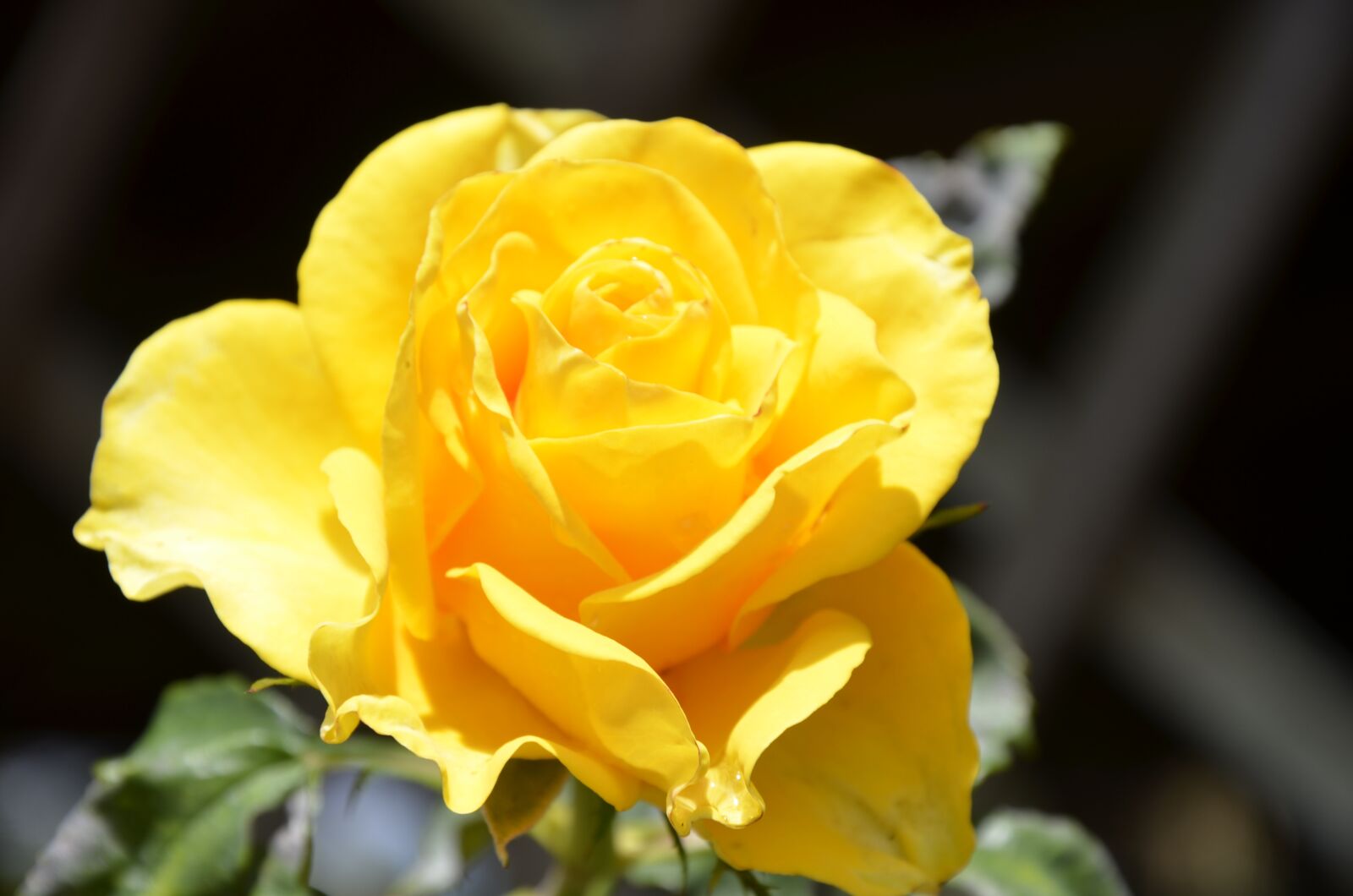 Nikon D7000 sample photo. Rosa, yellow flower, nature photography
