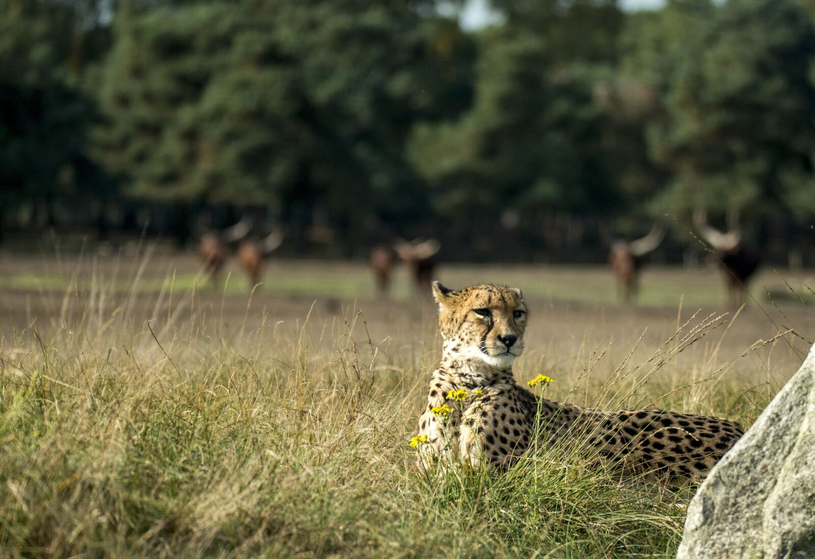 Nikon D800E sample photo. Cheetah, big cat, predator photography