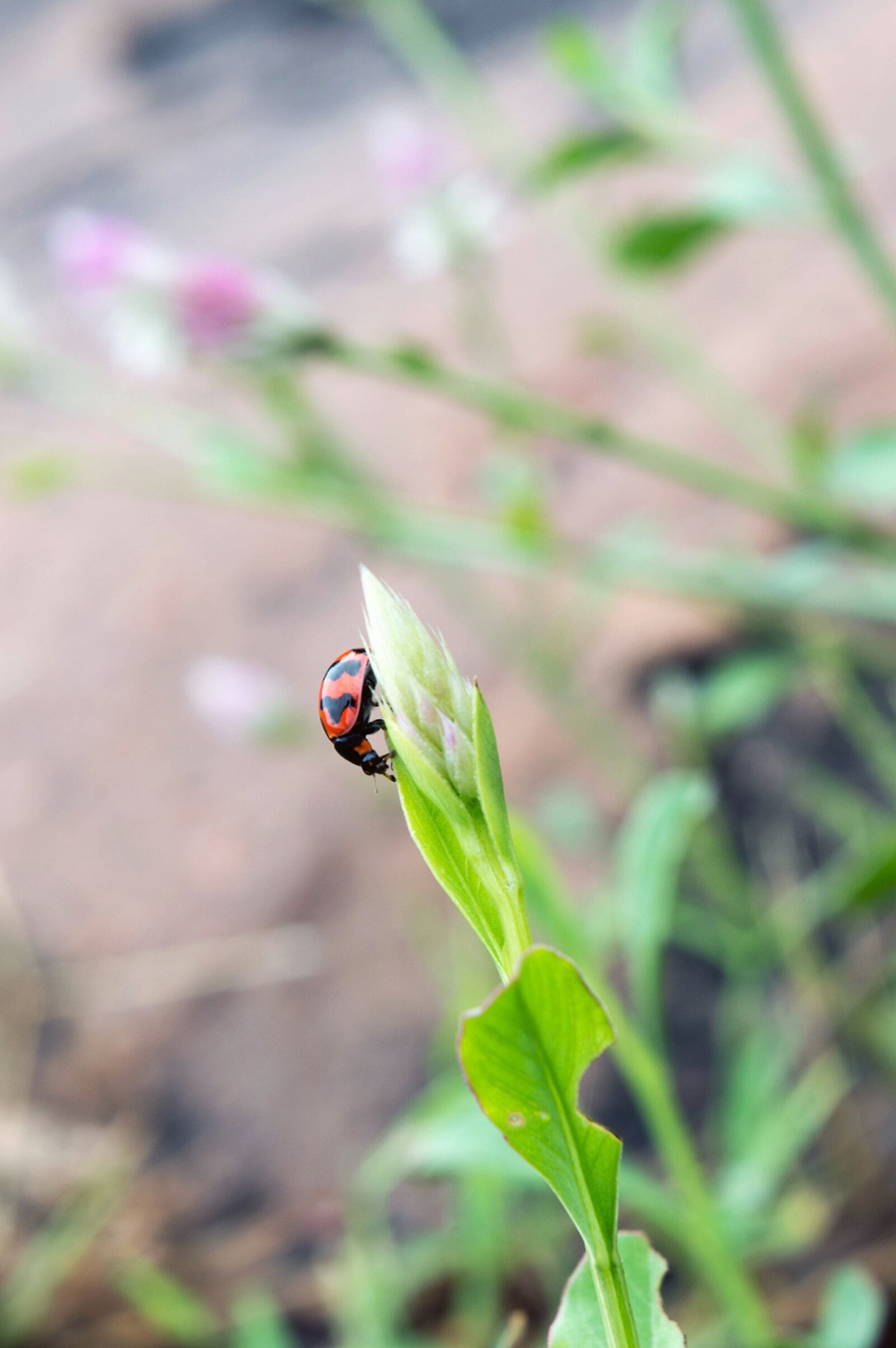 Nikon D3200 sample photo. Small beetle, lady bird photography