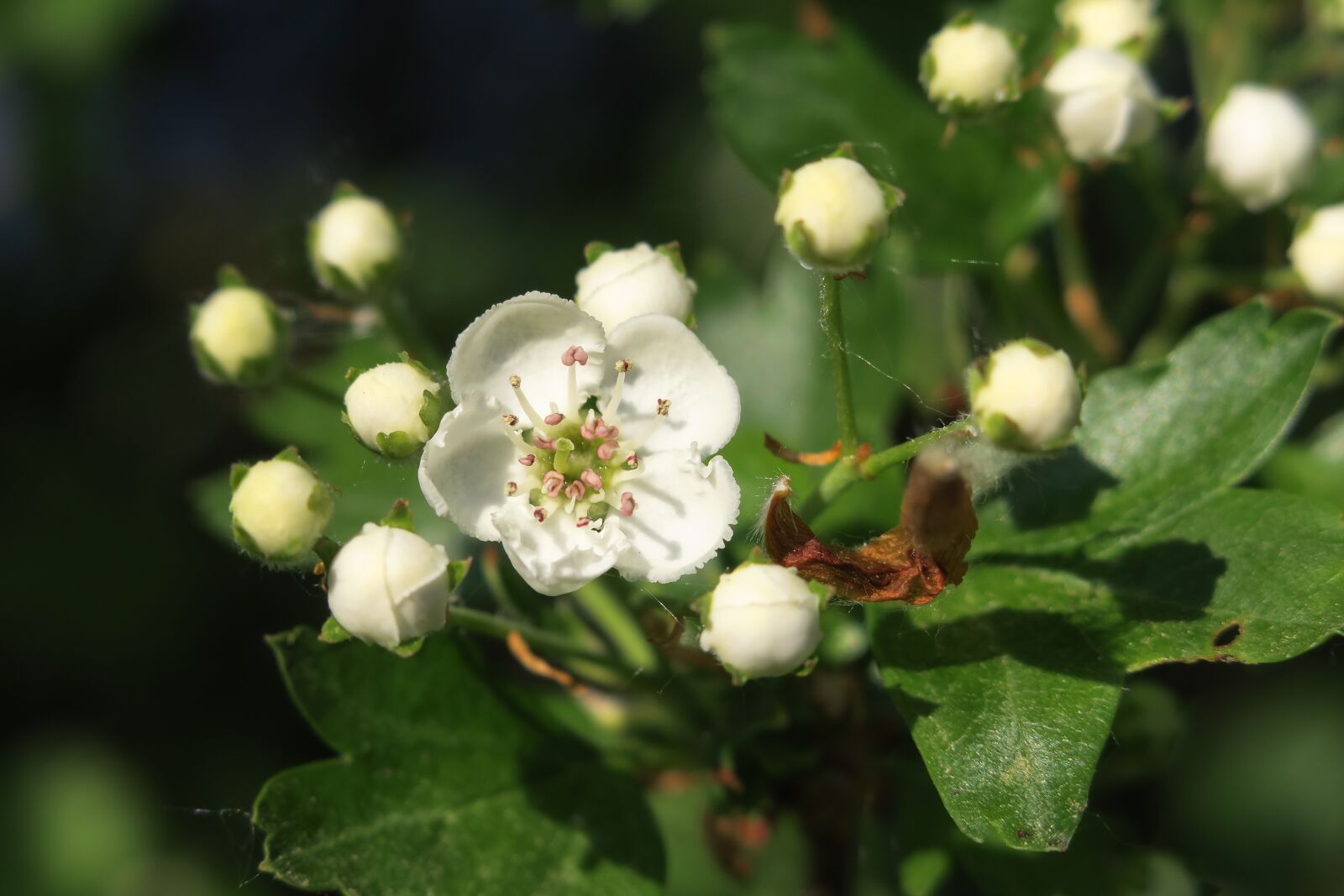Canon PowerShot G3 X sample photo. Hawthorn, hawthorn flower, flowers photography