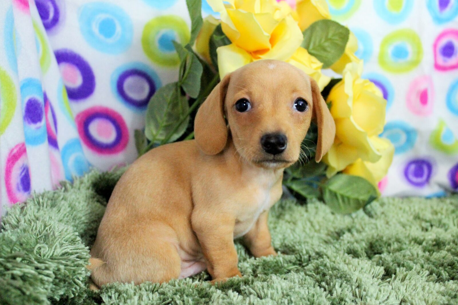 Canon EOS 1100D (EOS Rebel T3 / EOS Kiss X50) sample photo. Puppy, cute, purebred photography