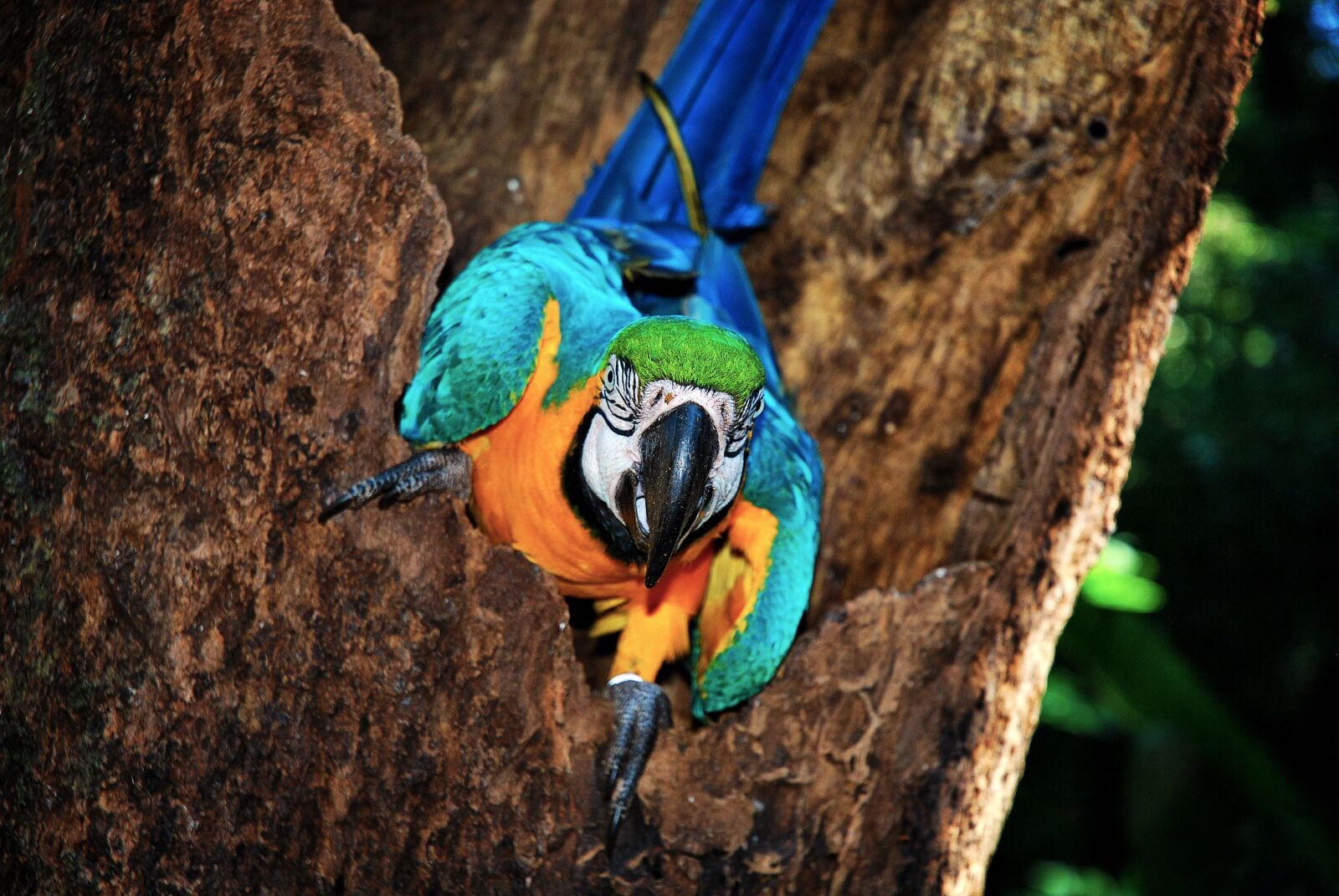 Nikon D60 sample photo. Brazil, bird, jungle photography