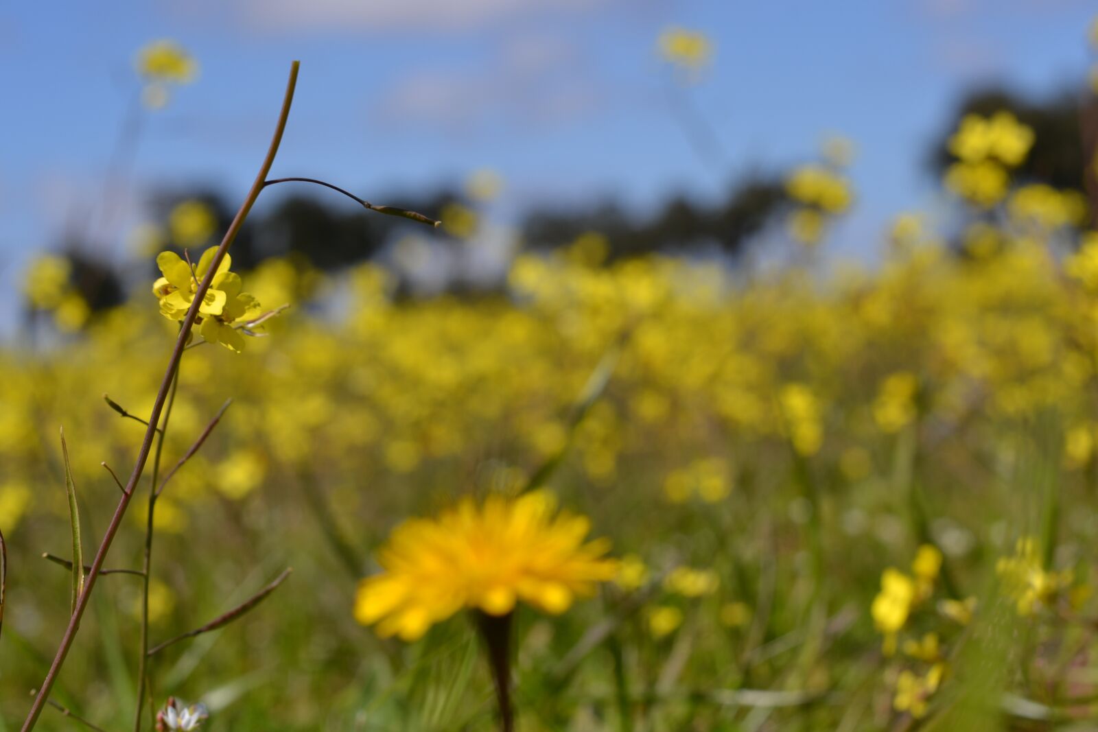 Nikon D3100 sample photo. Nature, field, flower photography