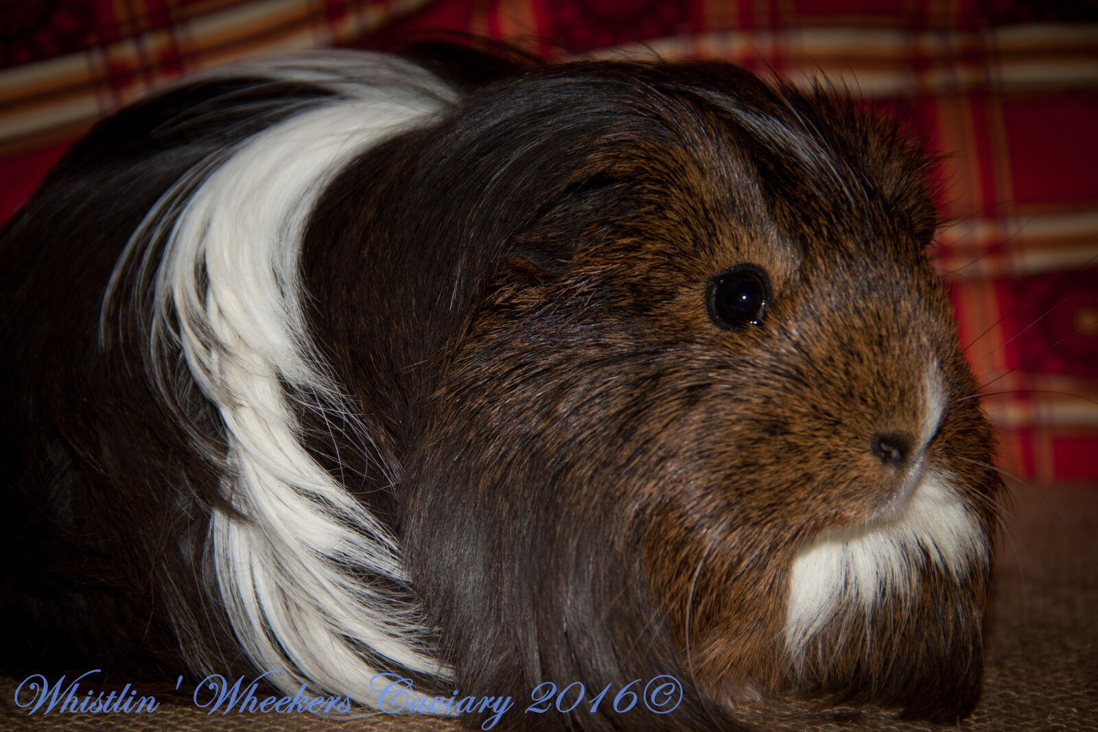 Canon EOS 50D + Canon EF-S 18-135mm F3.5-5.6 IS sample photo. Guinea, pig photography