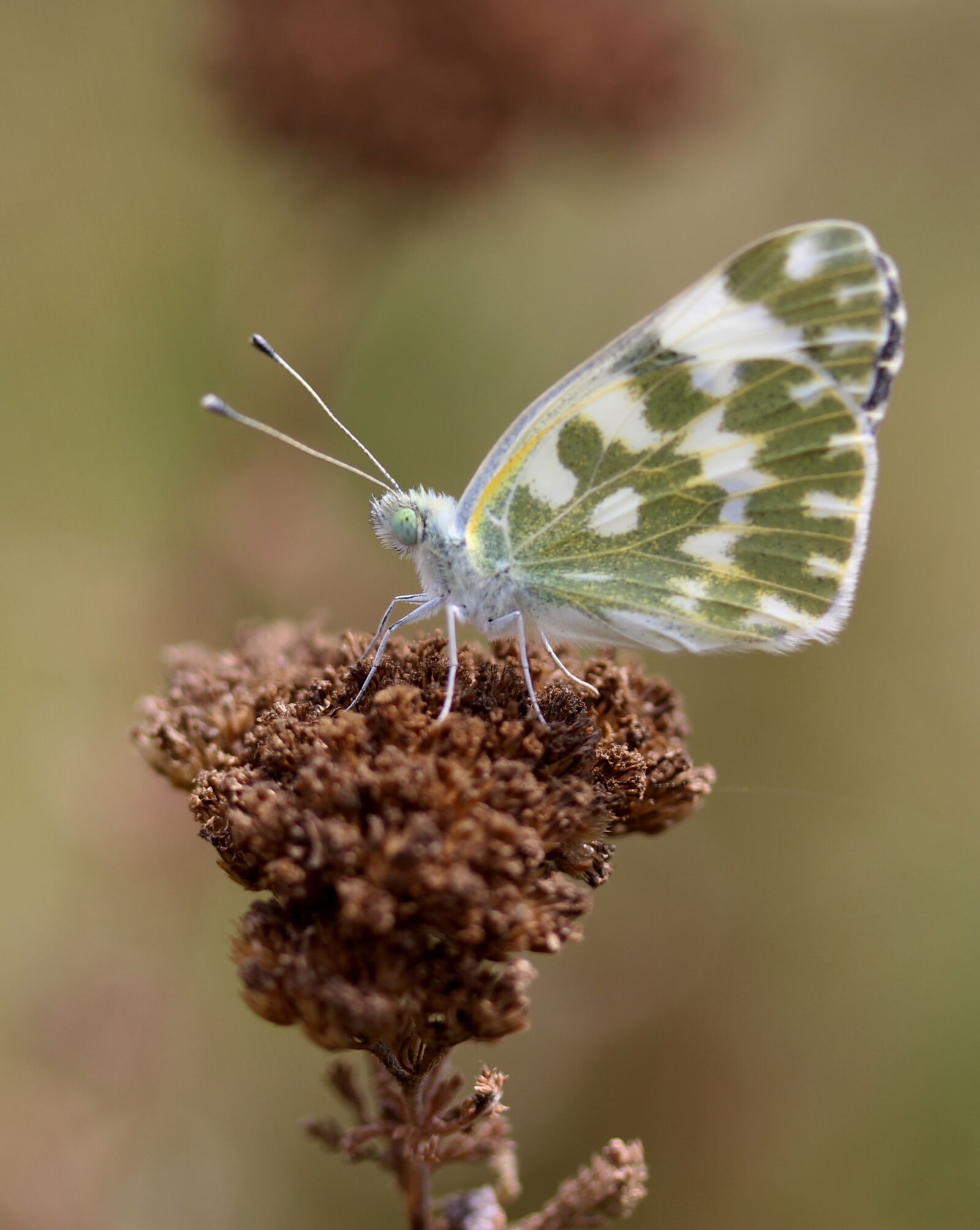 Canon EF-S 60mm F2.8 Macro USM sample photo. Butterfly, white, green photography