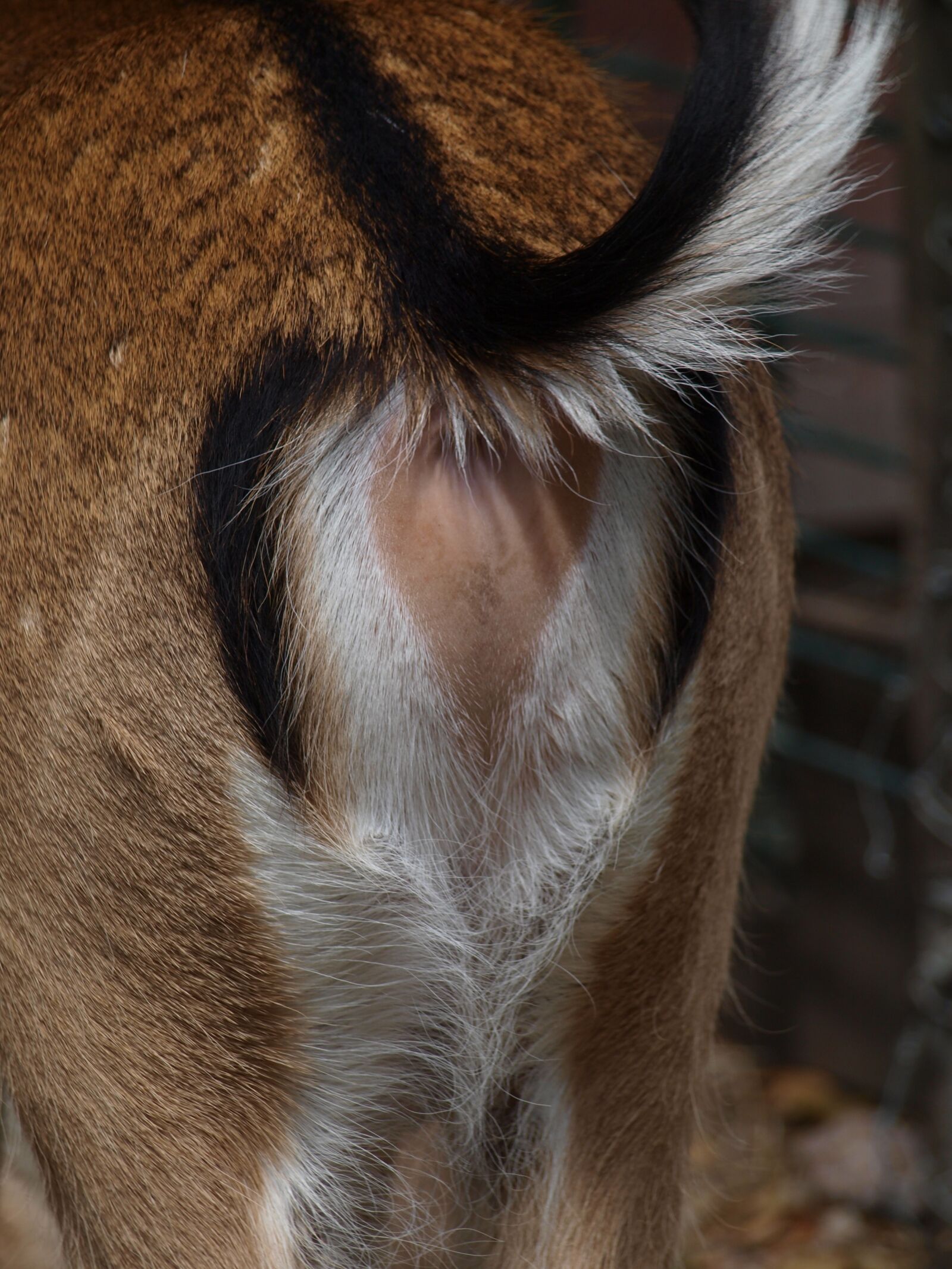 Olympus E-420 (EVOLT E-420) sample photo. Roe deer, rear, mirror photography