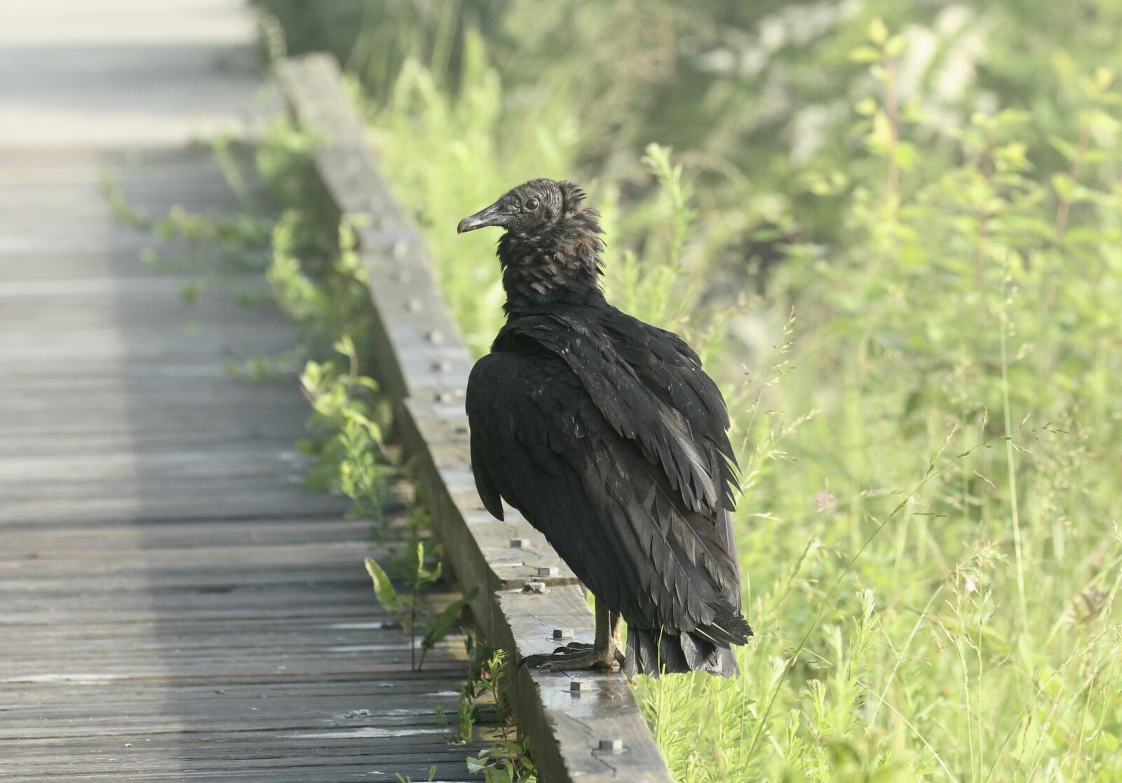 Canon EOS 1300D (EOS Rebel T6 / EOS Kiss X80) + Canon EF 100-400mm F4.5-5.6L IS II USM sample photo. Vulture, nature, bird photography