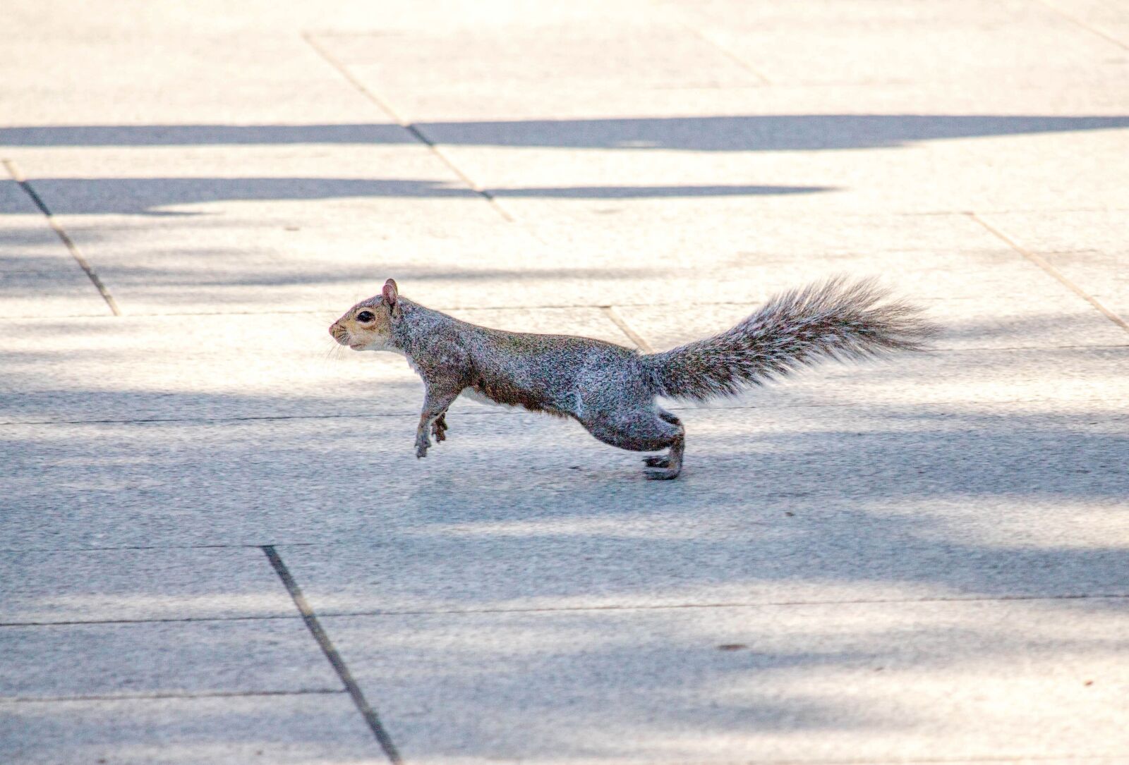 Canon EOS 700D (EOS Rebel T5i / EOS Kiss X7i) sample photo. Squirrel, animal, nature photography