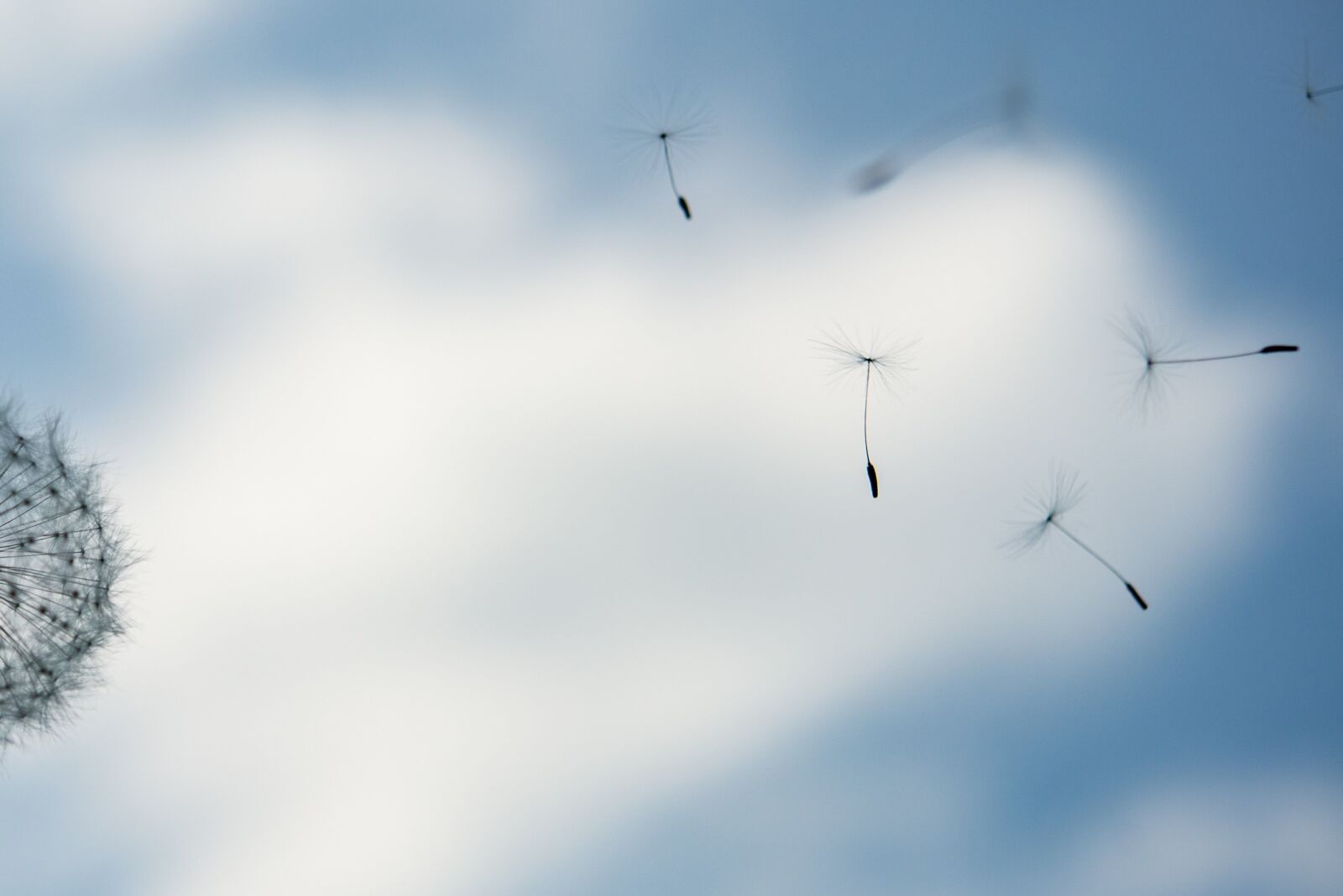 Nikon D600 sample photo. Dandelion, flying seed, blow photography