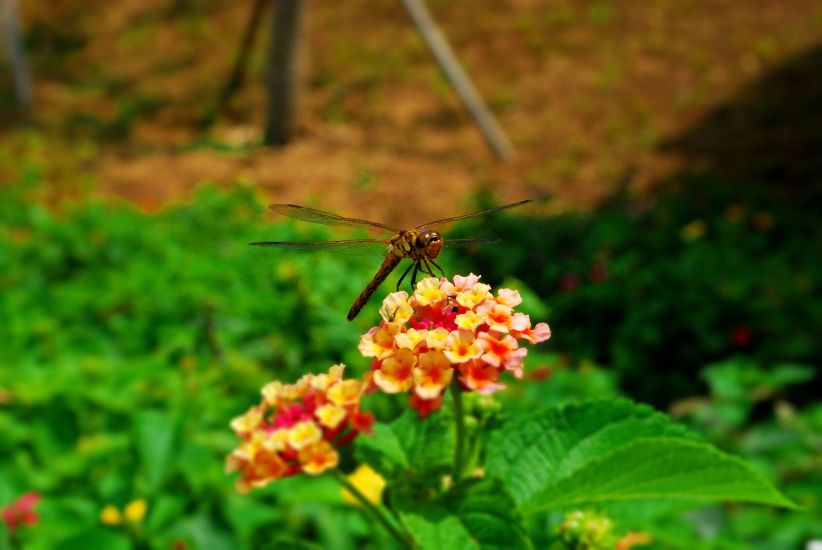 Nikon D60 sample photo. Insects, butterfly, autumn photography
