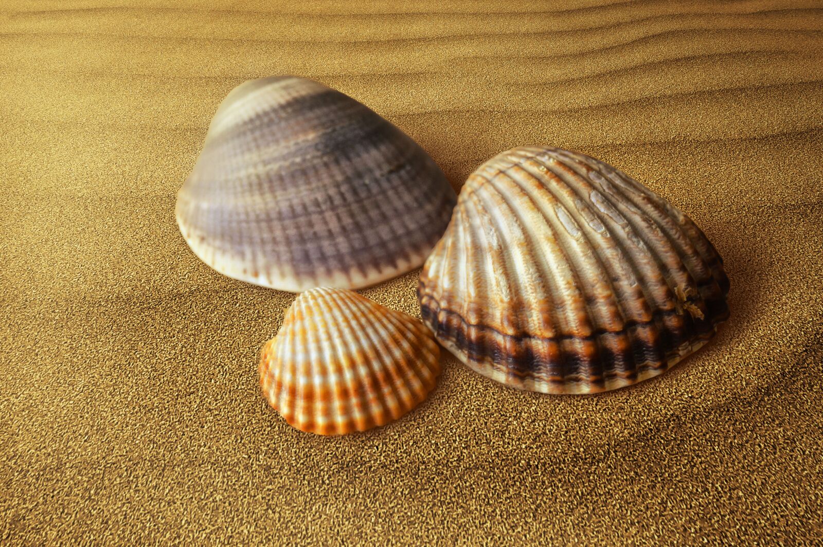 Nikon D3200 sample photo. Shells, clam, molluscum photography