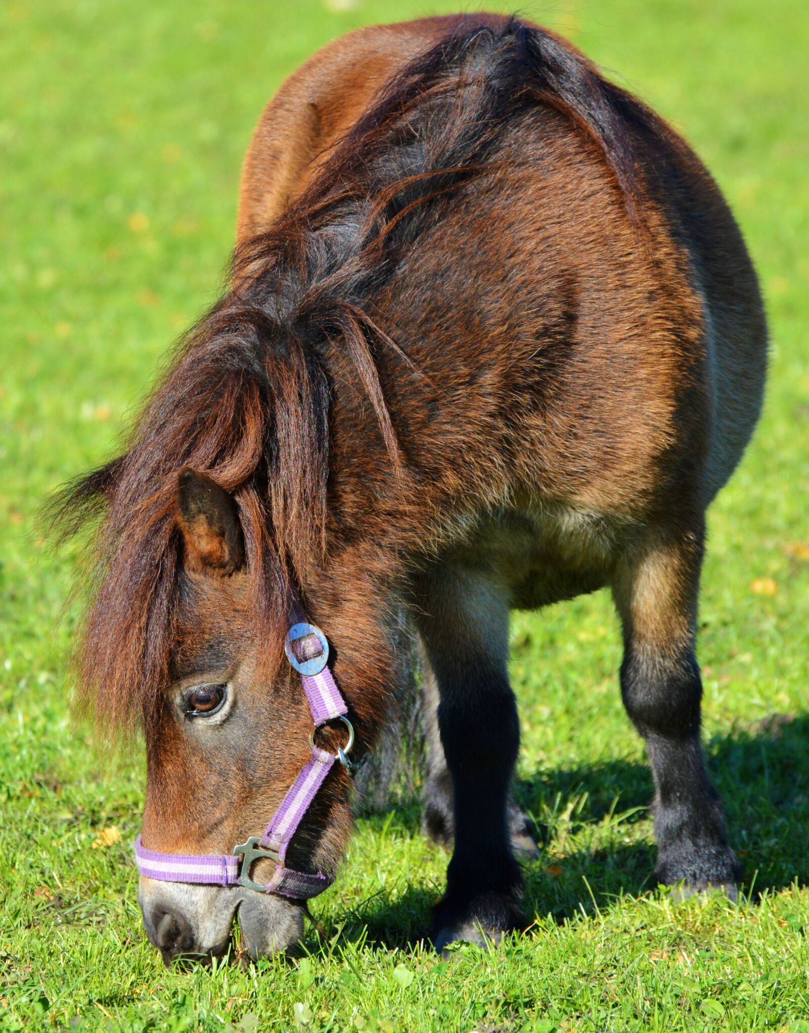 Nikon D3200 sample photo. Horse, pony, mane photography