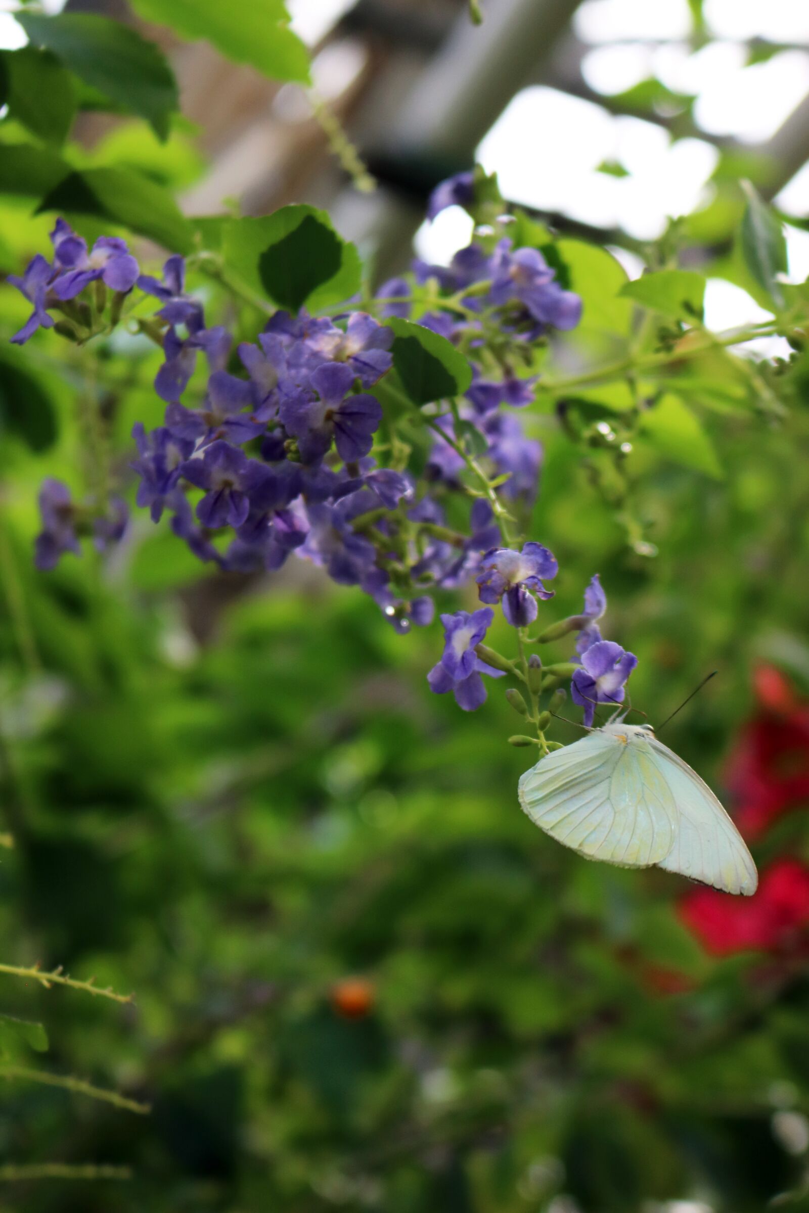 Canon EOS 750D (EOS Rebel T6i / EOS Kiss X8i) sample photo. Butterfly, white, branch photography