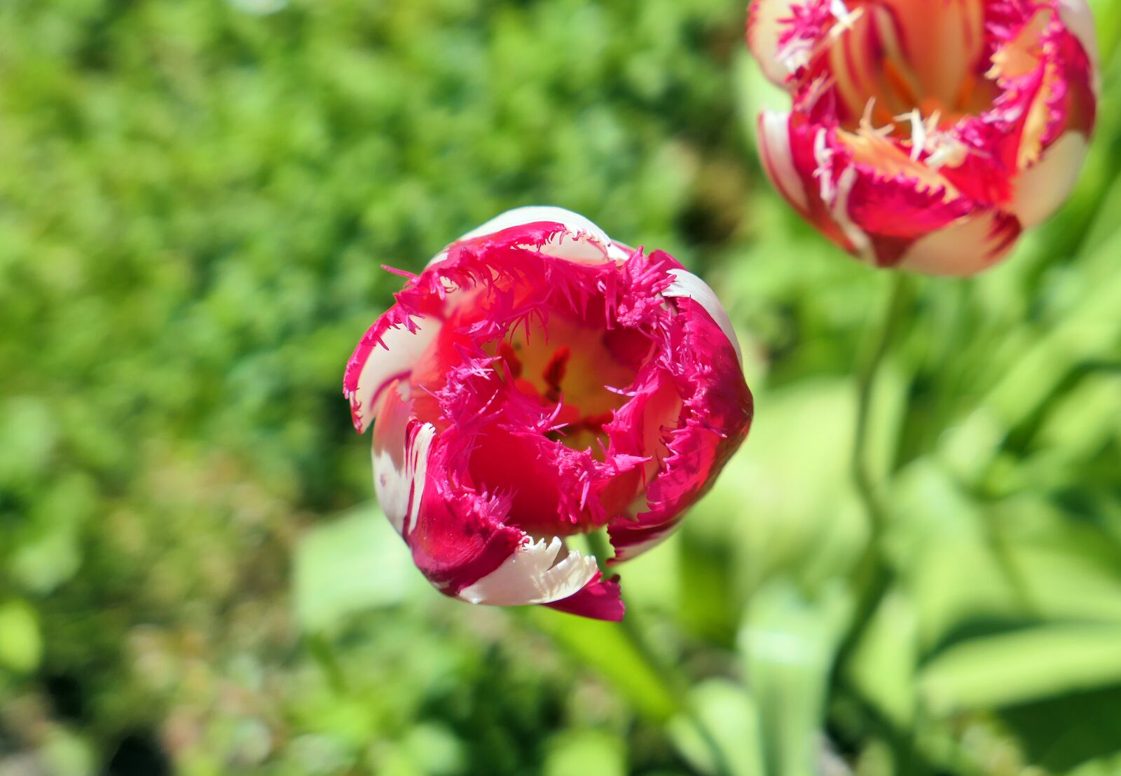 Panasonic Lumix DMC-LX10 (Lumix DMC-LX15) sample photo. Flower, nature, plant photography