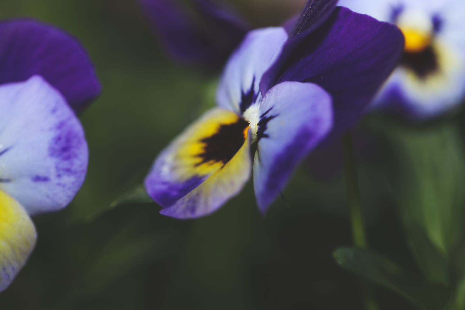 Canon EOS R sample photo. Pansy, flower, summer photography