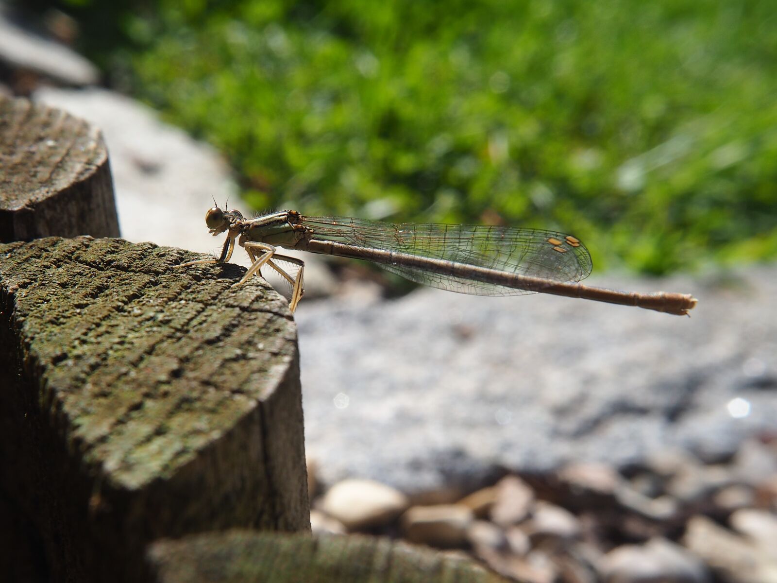 Olympus OM-D E-M10 sample photo. Dragonfly, insect, garden photography