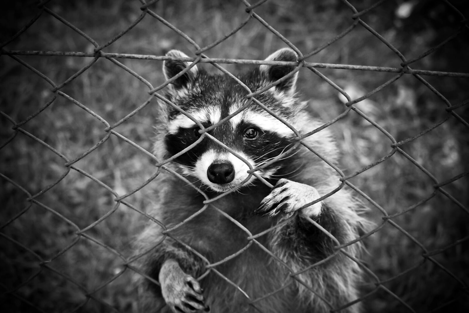 Olympus OM-D E-M10 sample photo. Raccoon, animal, animal world photography