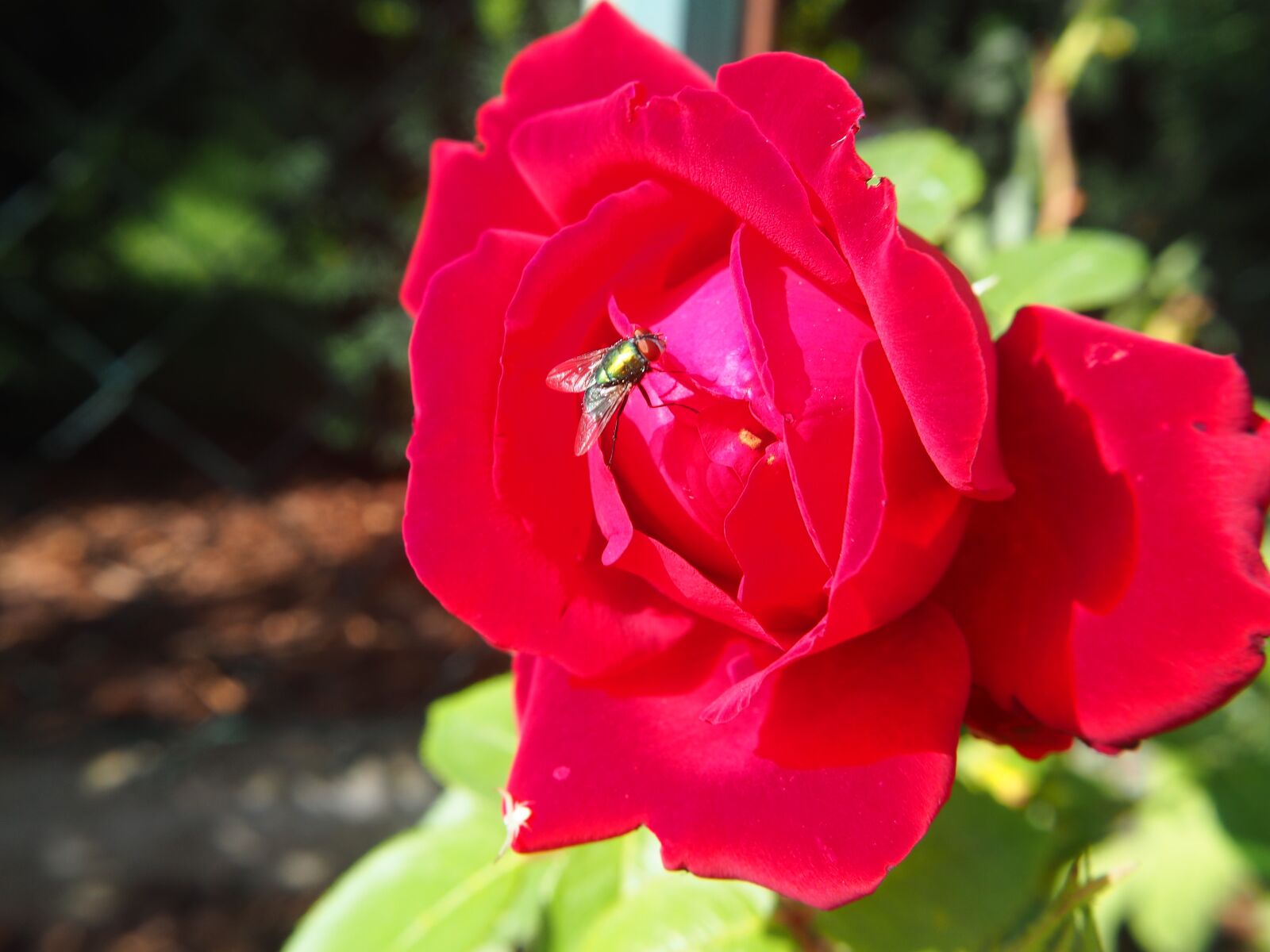 Olympus OM-D E-M10 sample photo. Rose, red flower, red photography