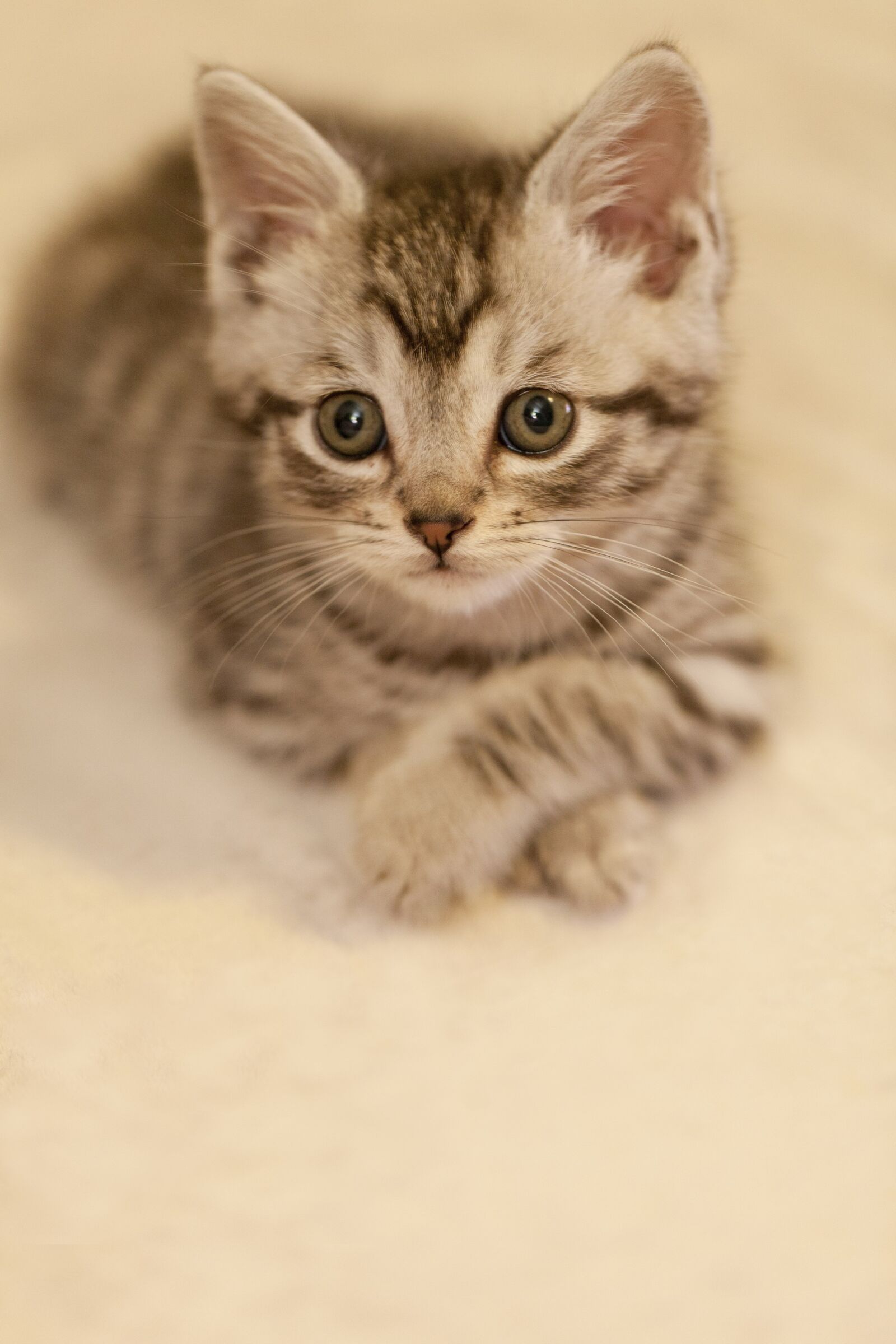 Canon EOS 5D Mark II sample photo. Cat, leisure, look forward photography