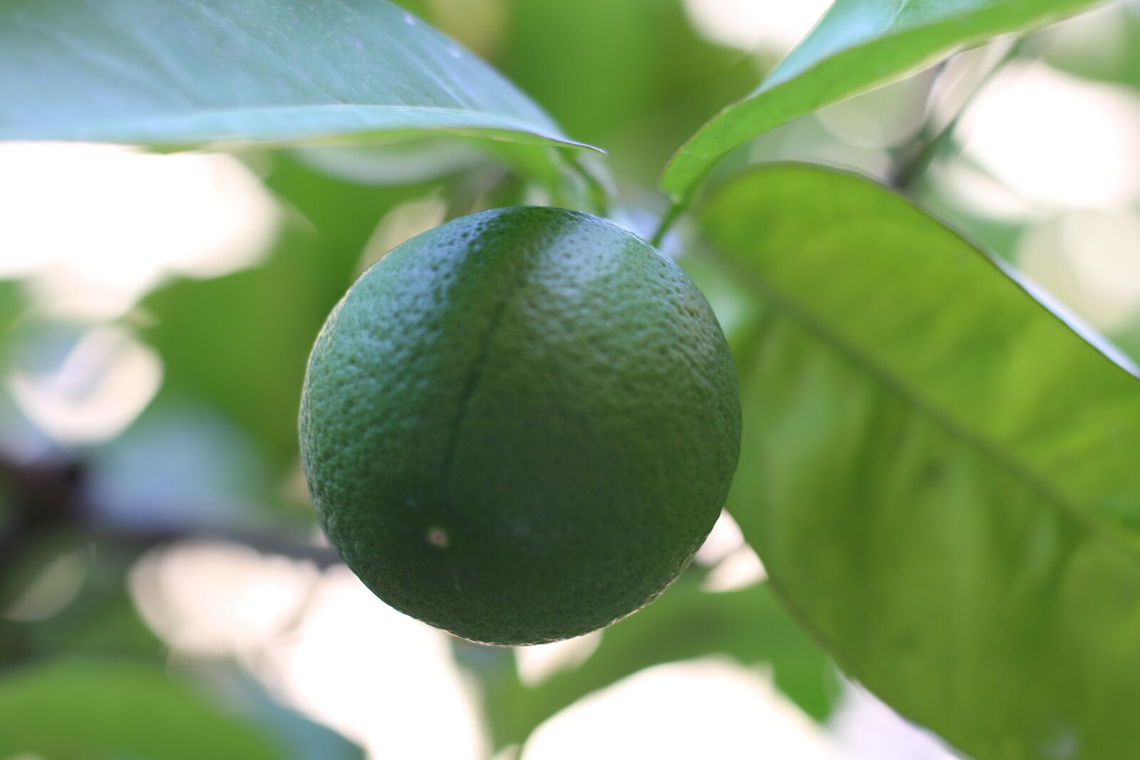 Canon EOS 70D + Canon EF 50mm F1.8 STM sample photo. Lime, fruit, fresh photography