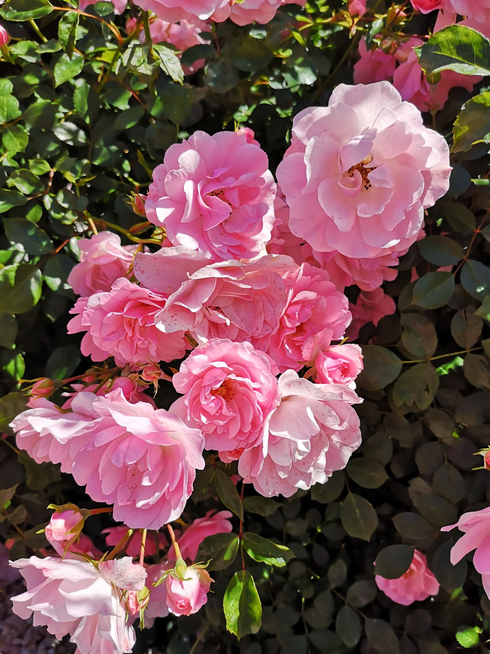 HUAWEI P20 sample photo. Rose, roses, flower photography