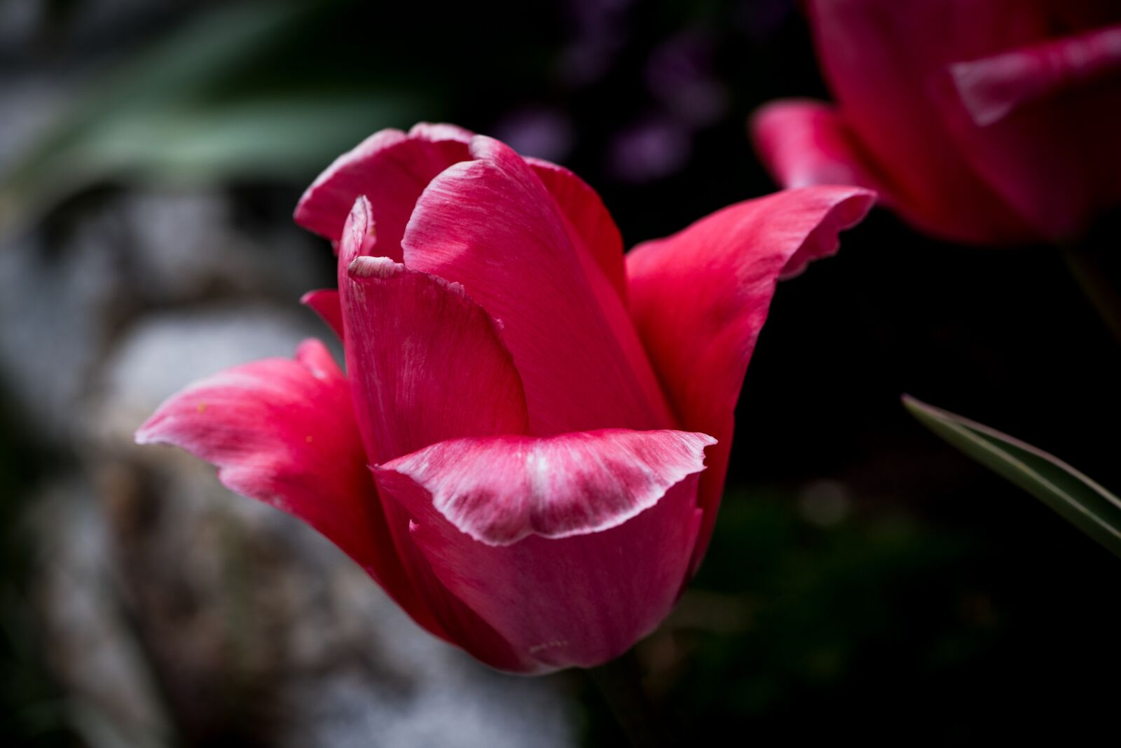 Nikon D750 sample photo. Tulip, flower, blossom photography