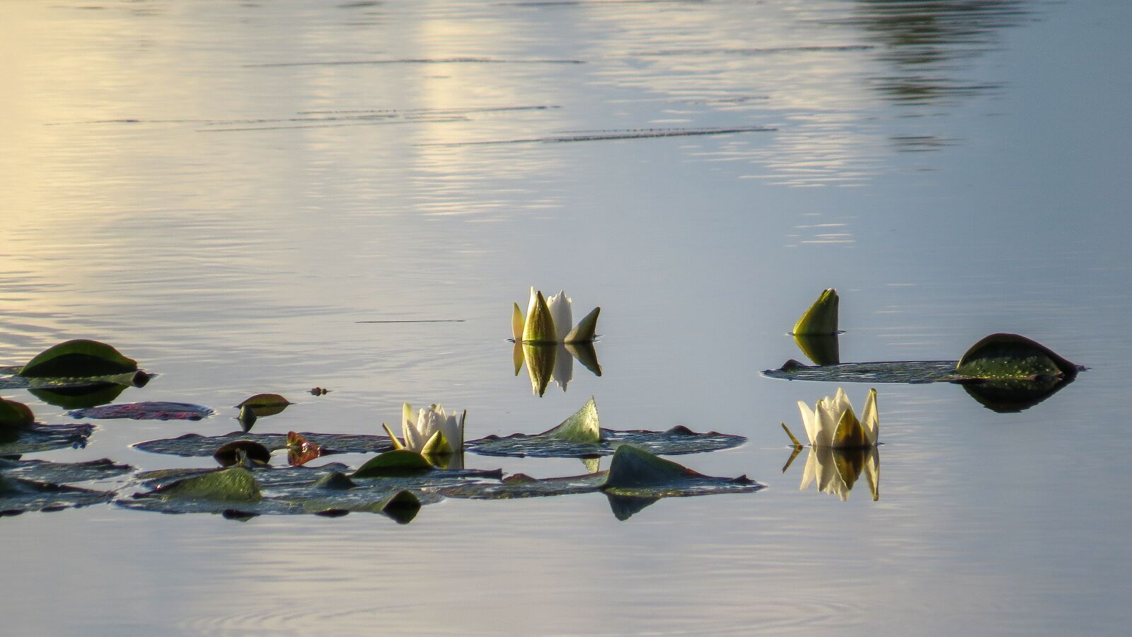 Canon PowerShot SX50 HS sample photo. Waterlily, summer, flower photography