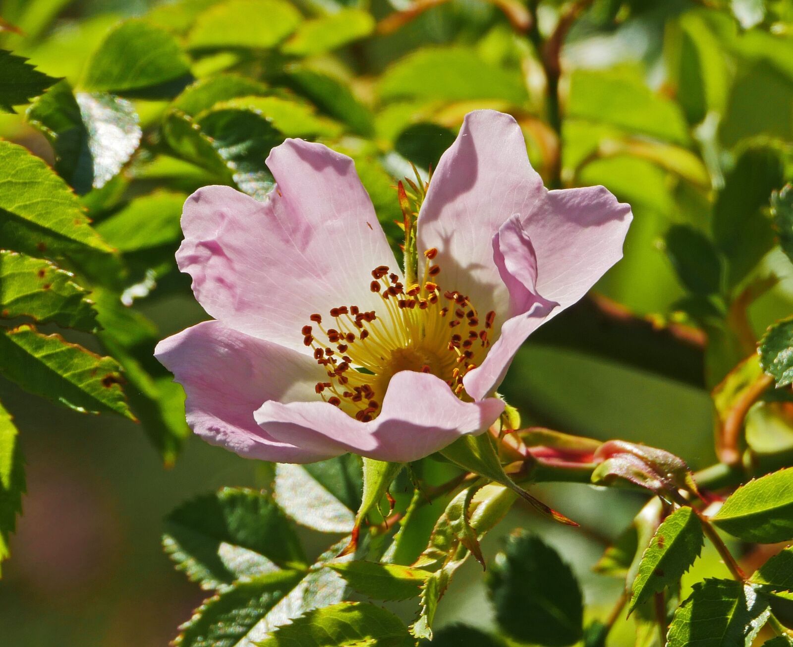 Panasonic Lumix DMC-GX8 sample photo. Bush rose, wild rose photography