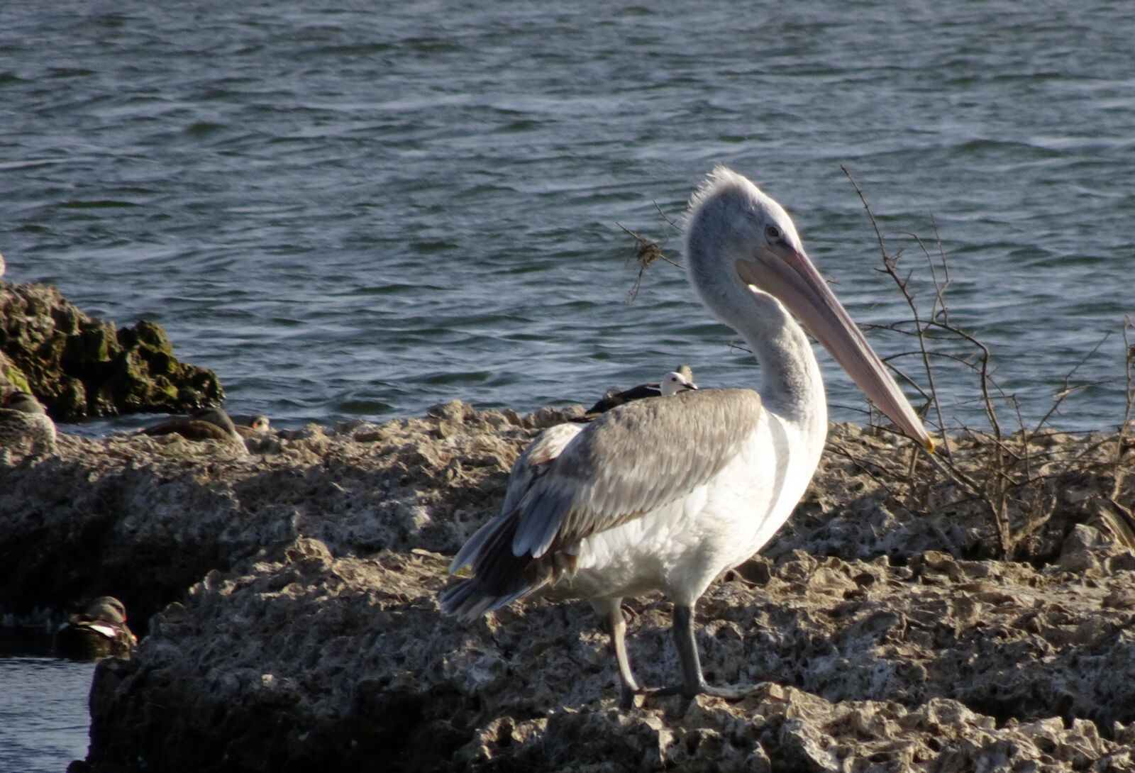 Sony Cyber-shot DSC-HX90V sample photo. Bird, great white pelican photography