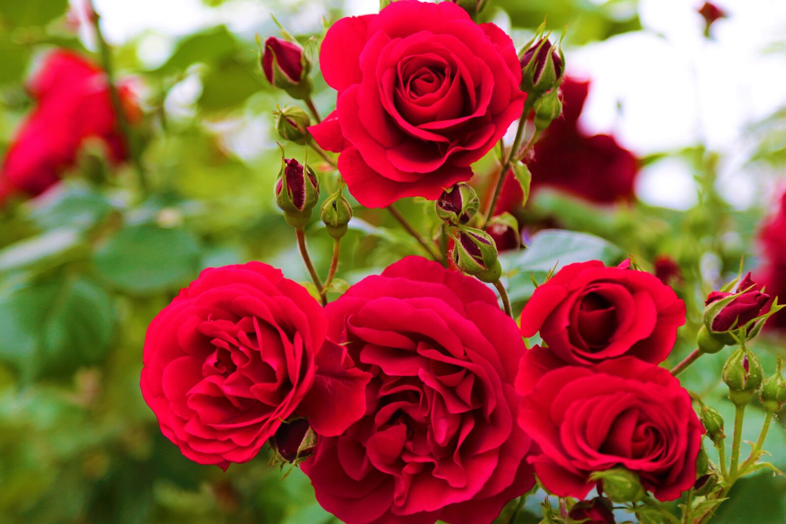 Canon EF 24-105mm F4L IS USM sample photo. Rose, red, roses photography