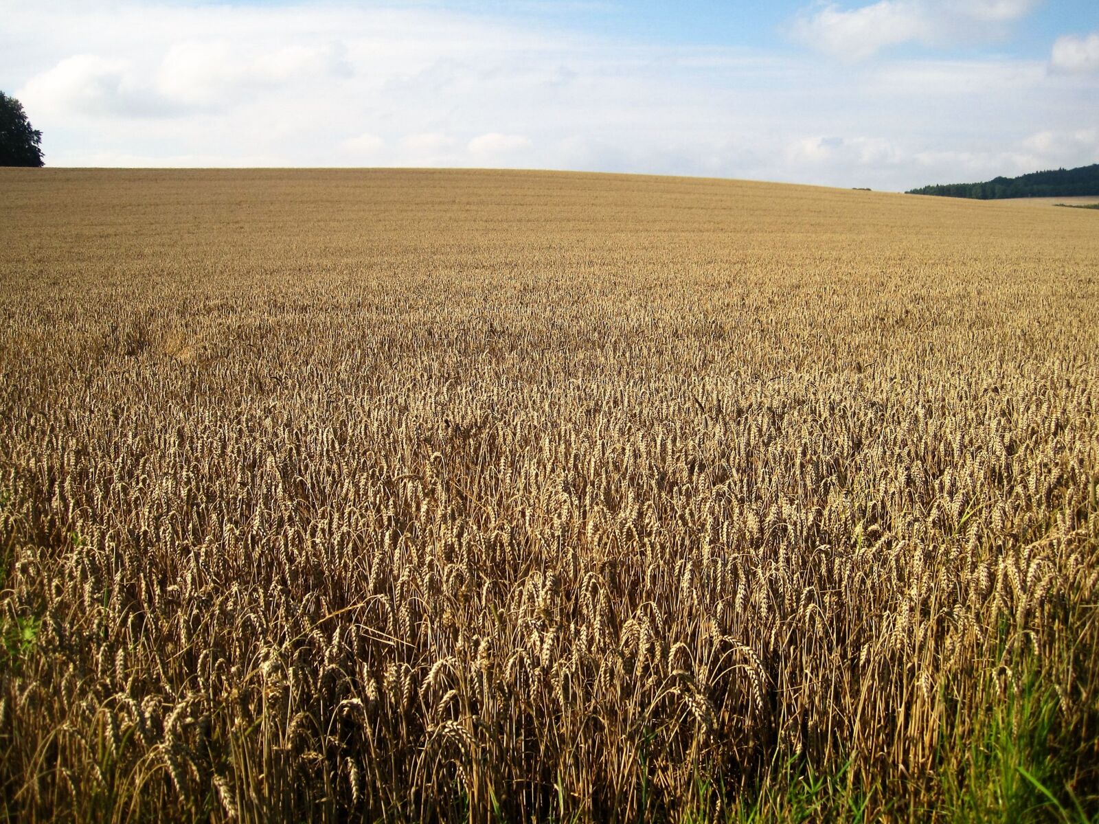 Canon PowerShot SD1200 IS (Digital IXUS 95 IS / IXY Digital 110 IS) sample photo. Wheat field, late summer photography