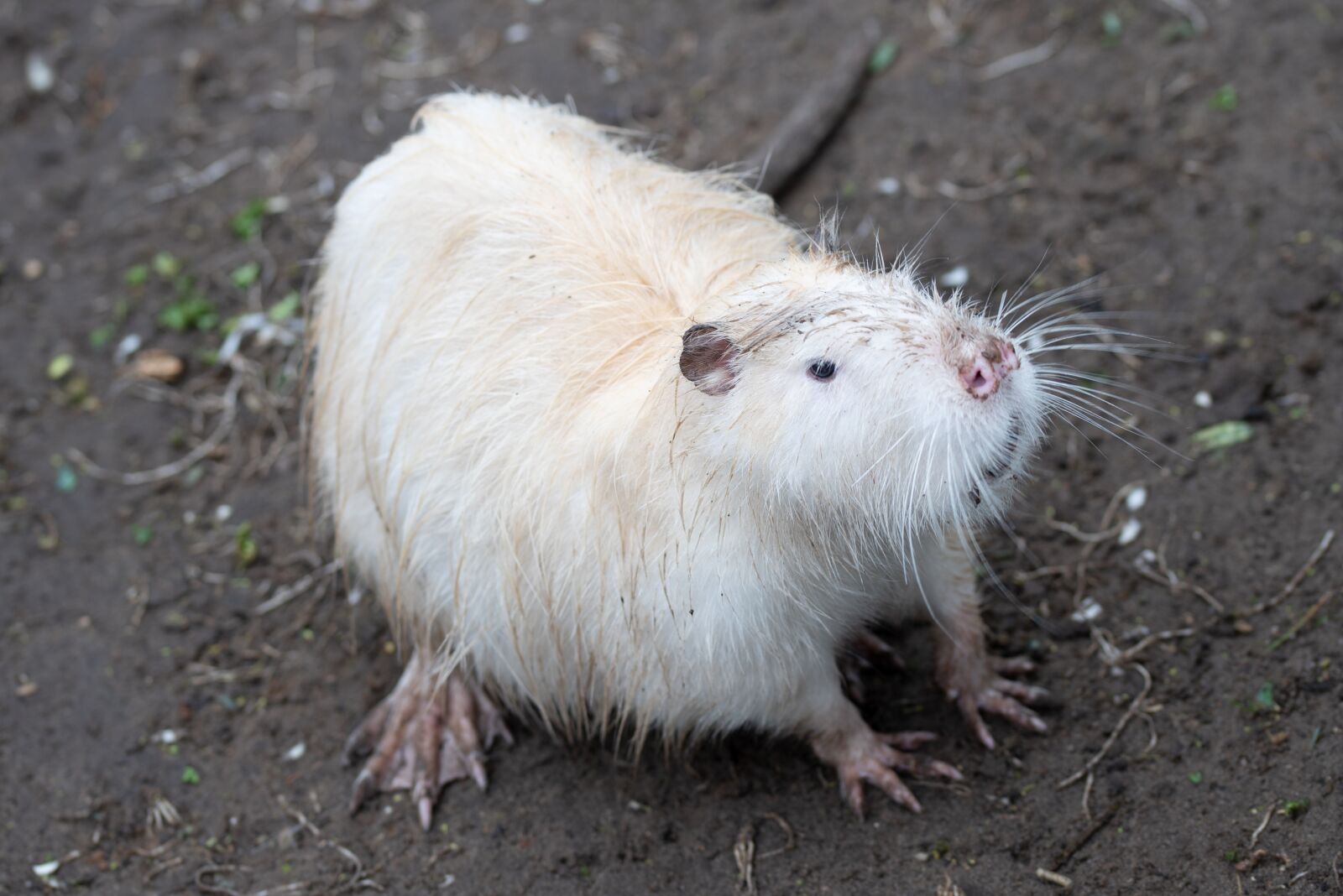 Nikon D750 sample photo. Beaver, animal, zoo photography