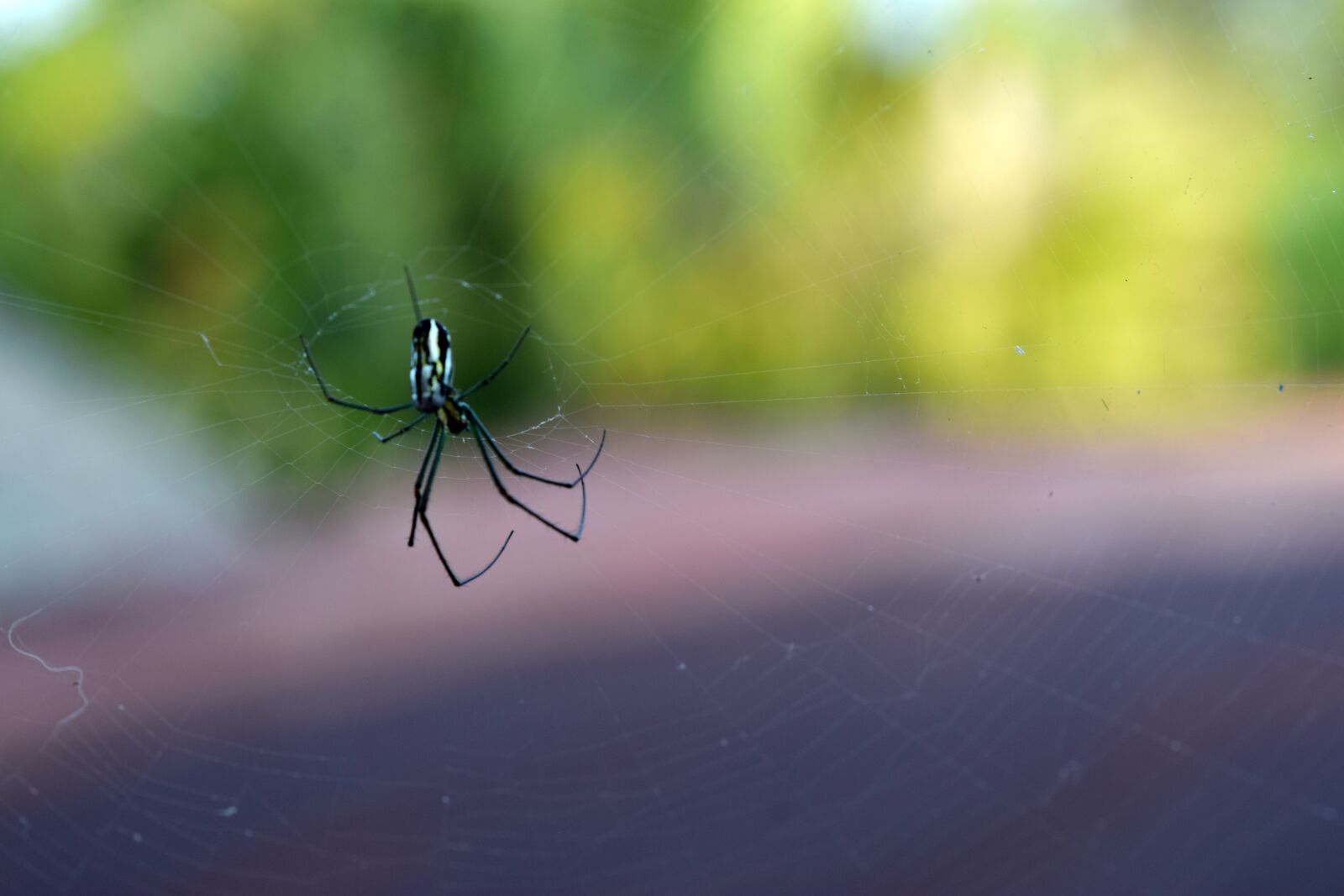 Nikon D3300 sample photo. Spider, web, insect photography
