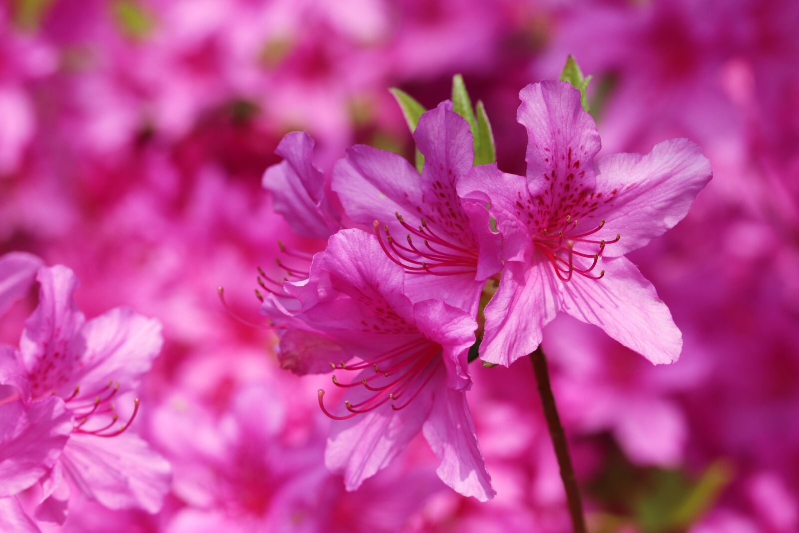 Canon EOS 800D (EOS Rebel T7i / EOS Kiss X9i) sample photo. Spring, spring flowers, nature photography