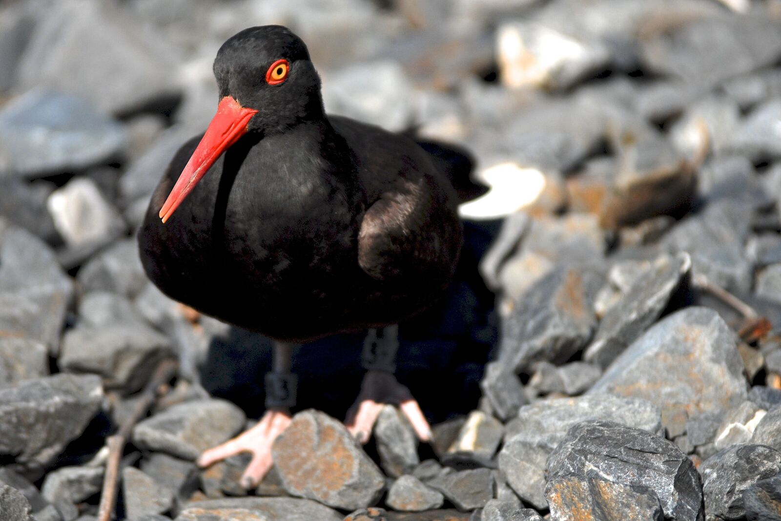 Nikon D200 sample photo. Black oystercatcher, bird, wildlife photography