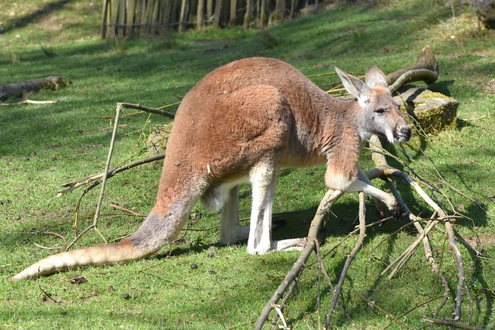 Nikon D7200 sample photo. Kangaroo, animal, mammal photography