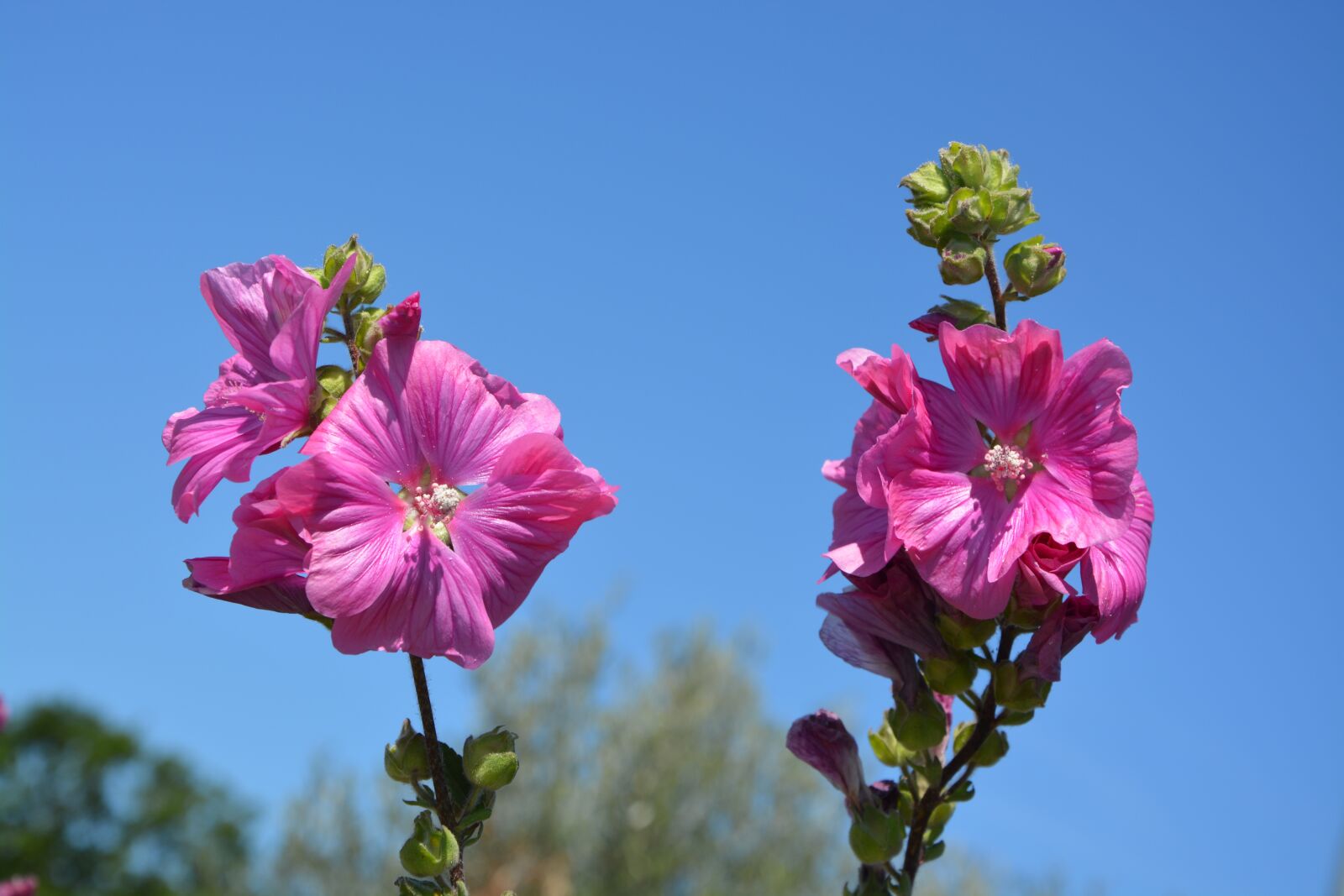 Nikon D5200 sample photo. Flowers, roses, blue sky photography