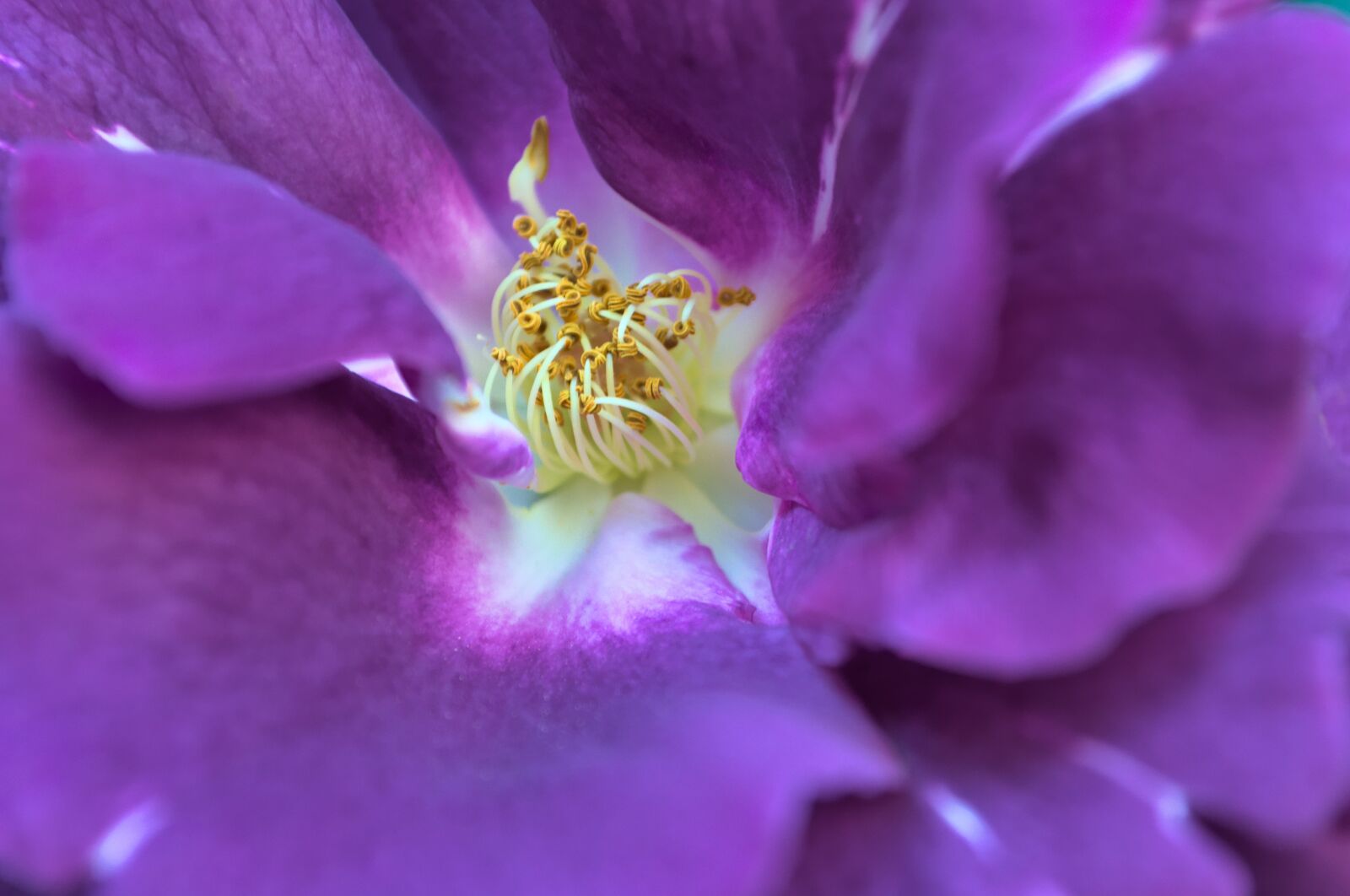 Nikon D3100 sample photo. Rose, purple, flower photography