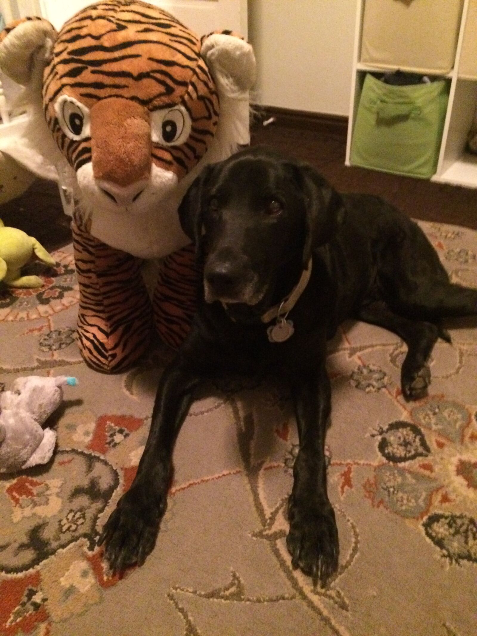 iPhone 5s back camera 4.15mm f/2.2 sample photo. Dog, kids, room, stuffed photography