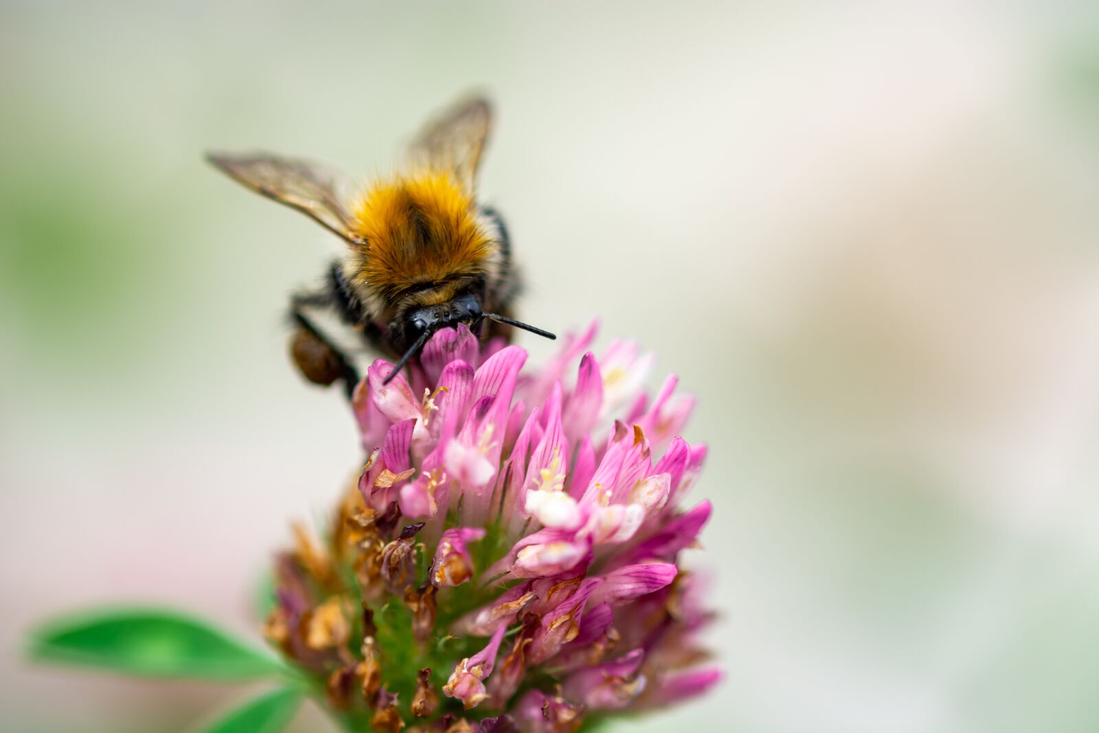 Nikon D7100 sample photo. Hummel, klee, flower photography